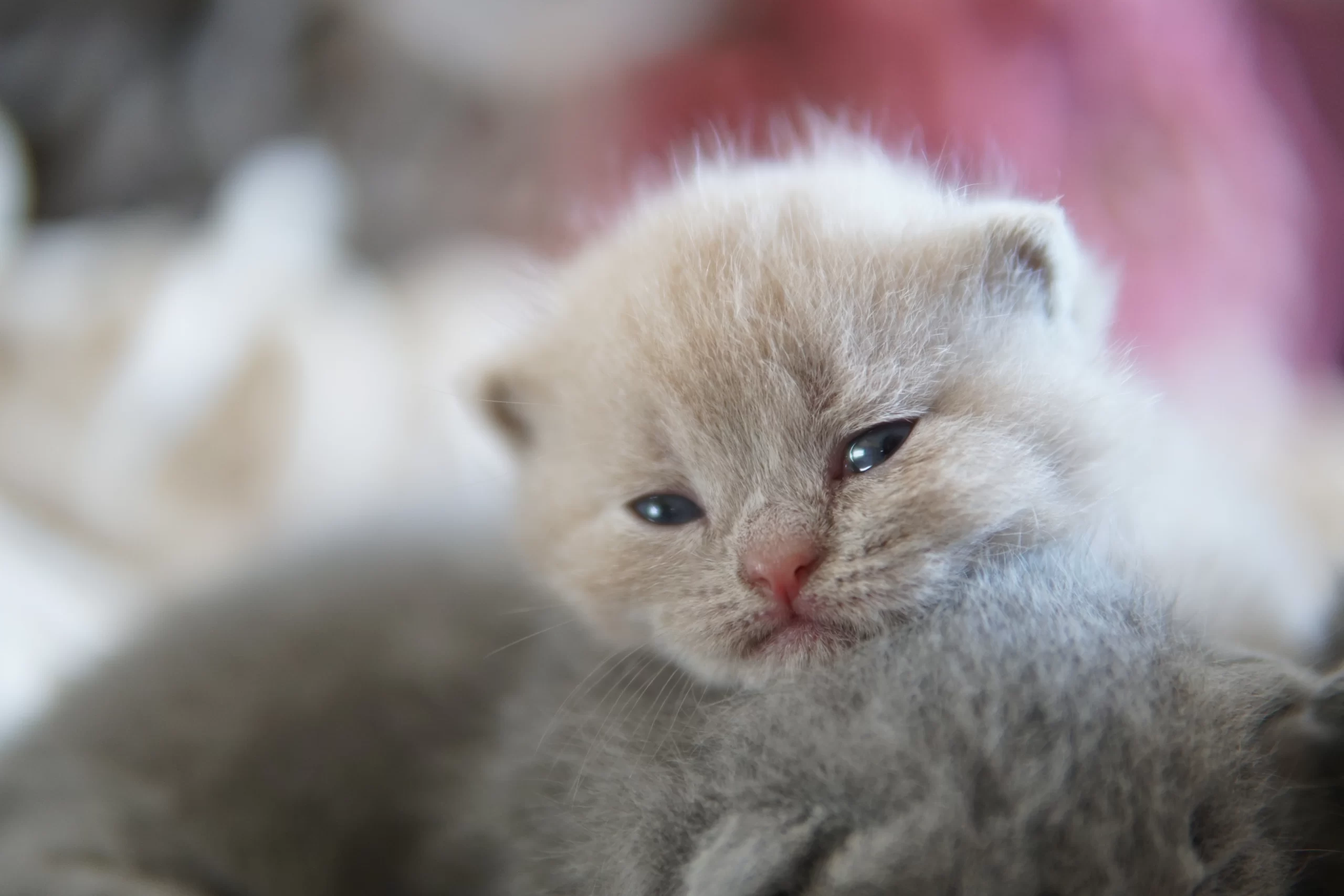 Filhote British Shorthair blue enrolado em manta de tricô, em posição relaxada e tranquila