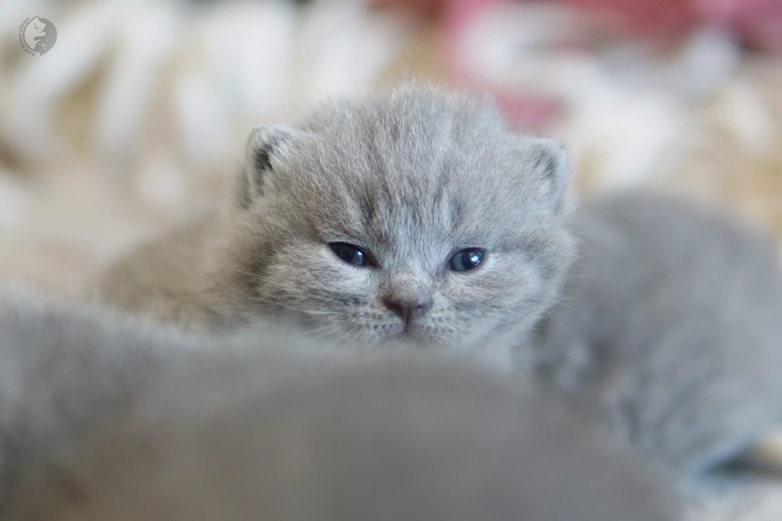 Filhote British Shorthair blue brincando com um brinquedo de pelúcia, em estúdio com fundo neutro