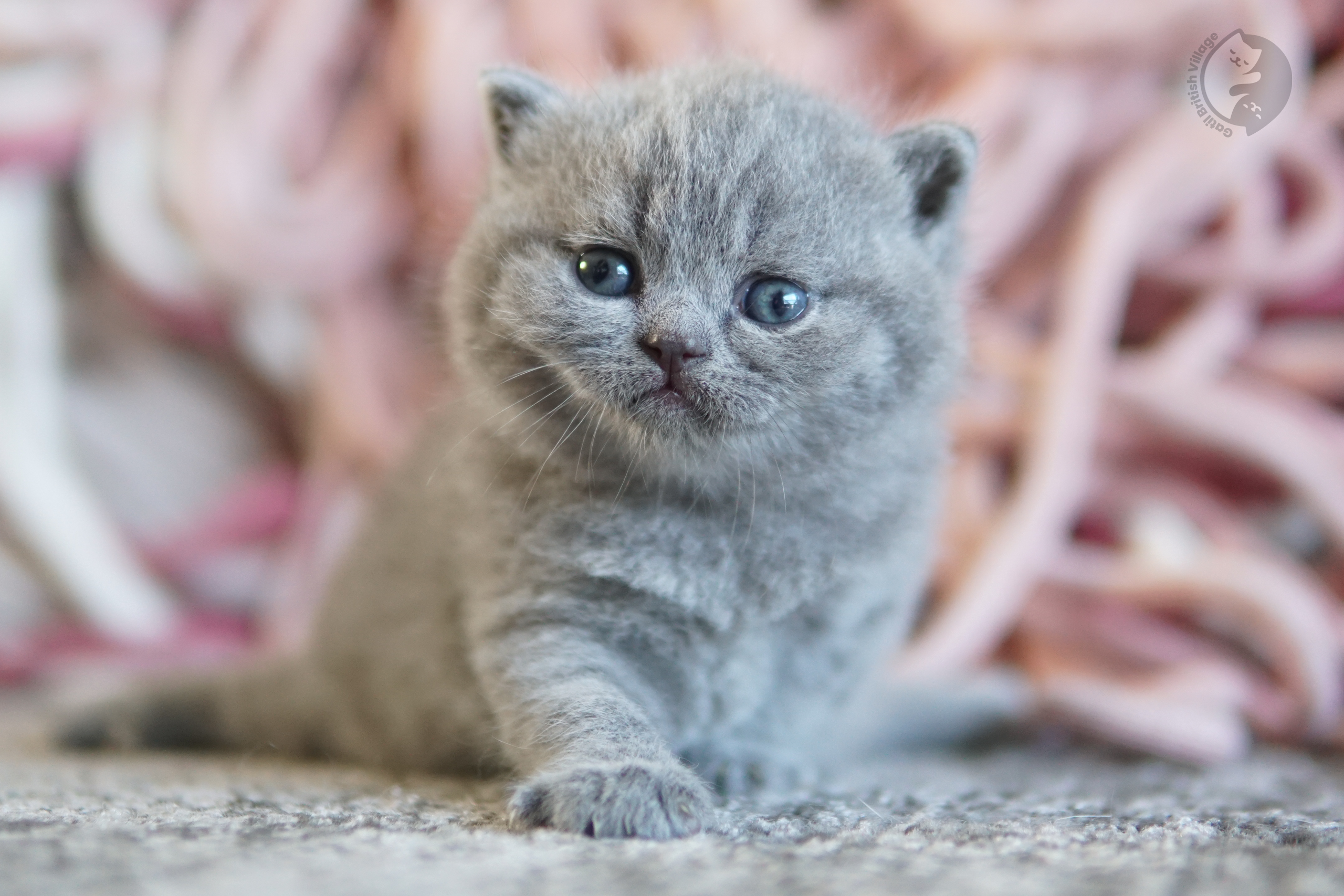 Filhote British Shorthair lilac enrolado na manta rosa clara, em posição relaxada e tranquila