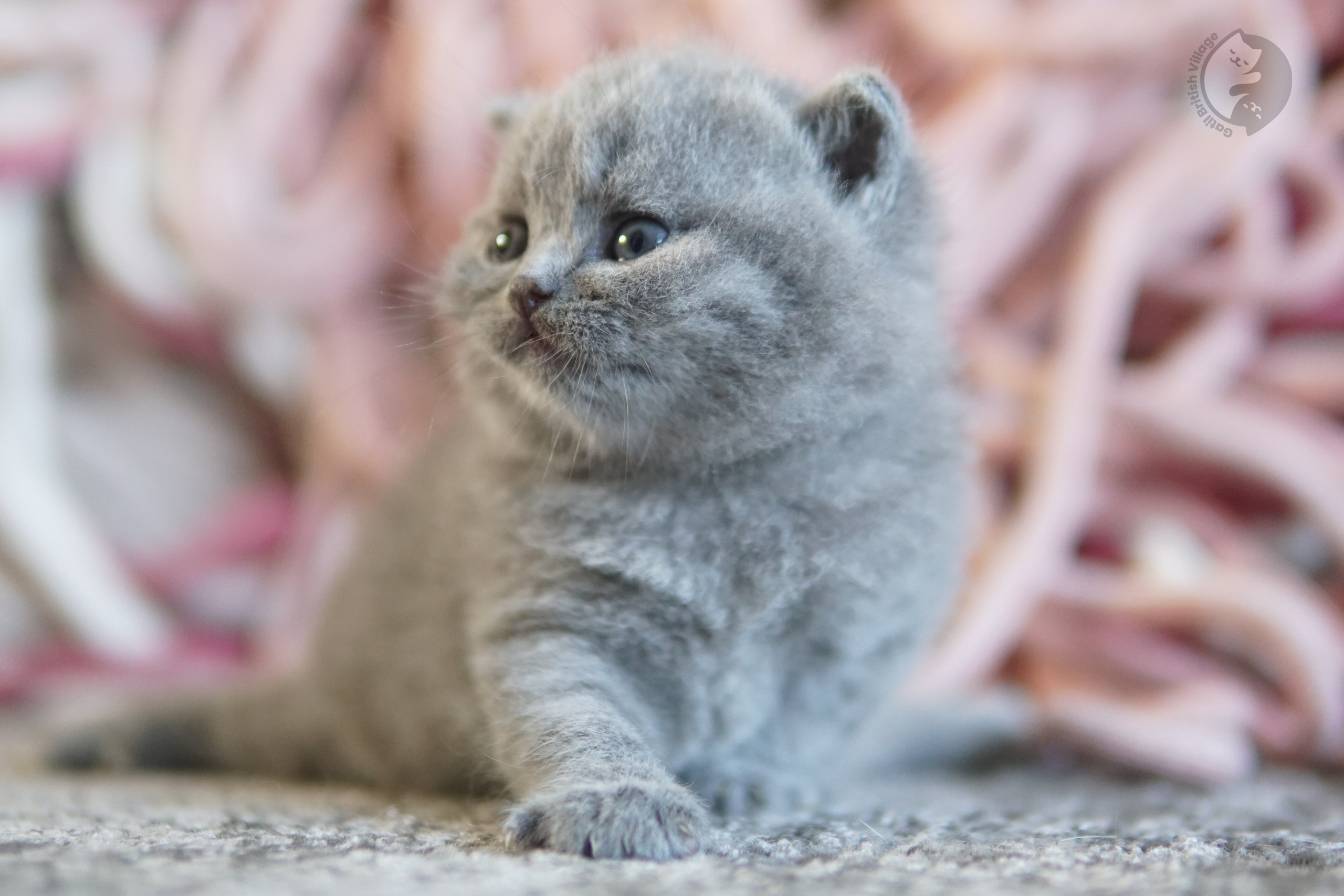 Filhote British Shorthair lilac dormindo profundamente, com expressão de serenidade
