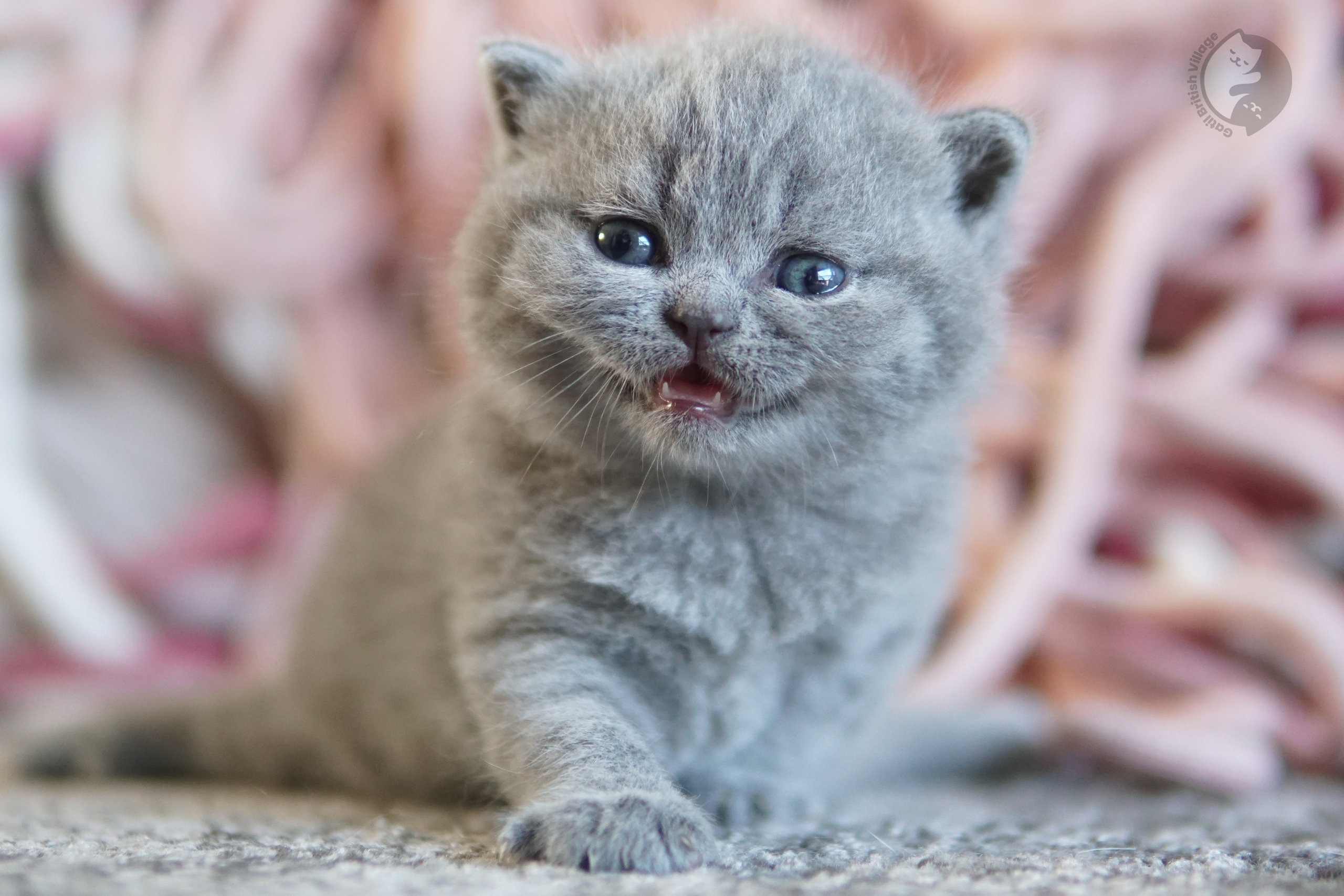 Filhote British Shorthair lilac enrolado na manta rosa clara, no cenário de inverno com tons pastel