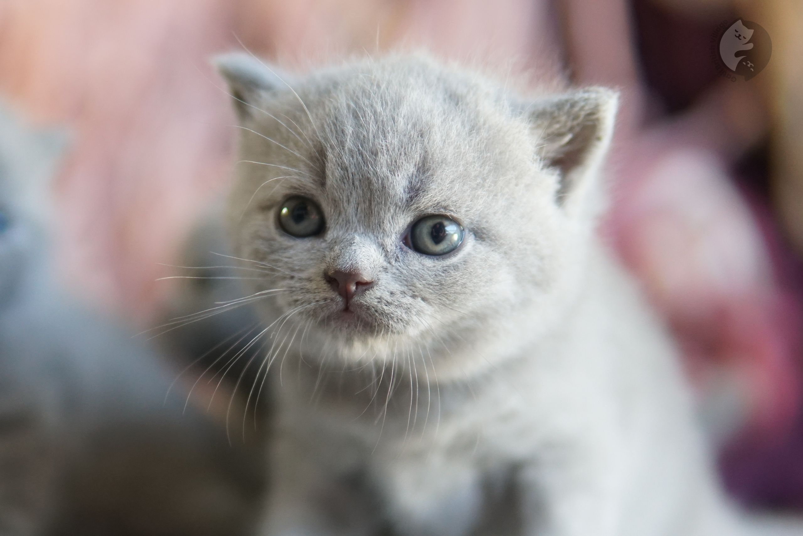 Filhote British Shorthair blue brincando com um brinquedo de pelúcia, em ambiente calmo e silencioso