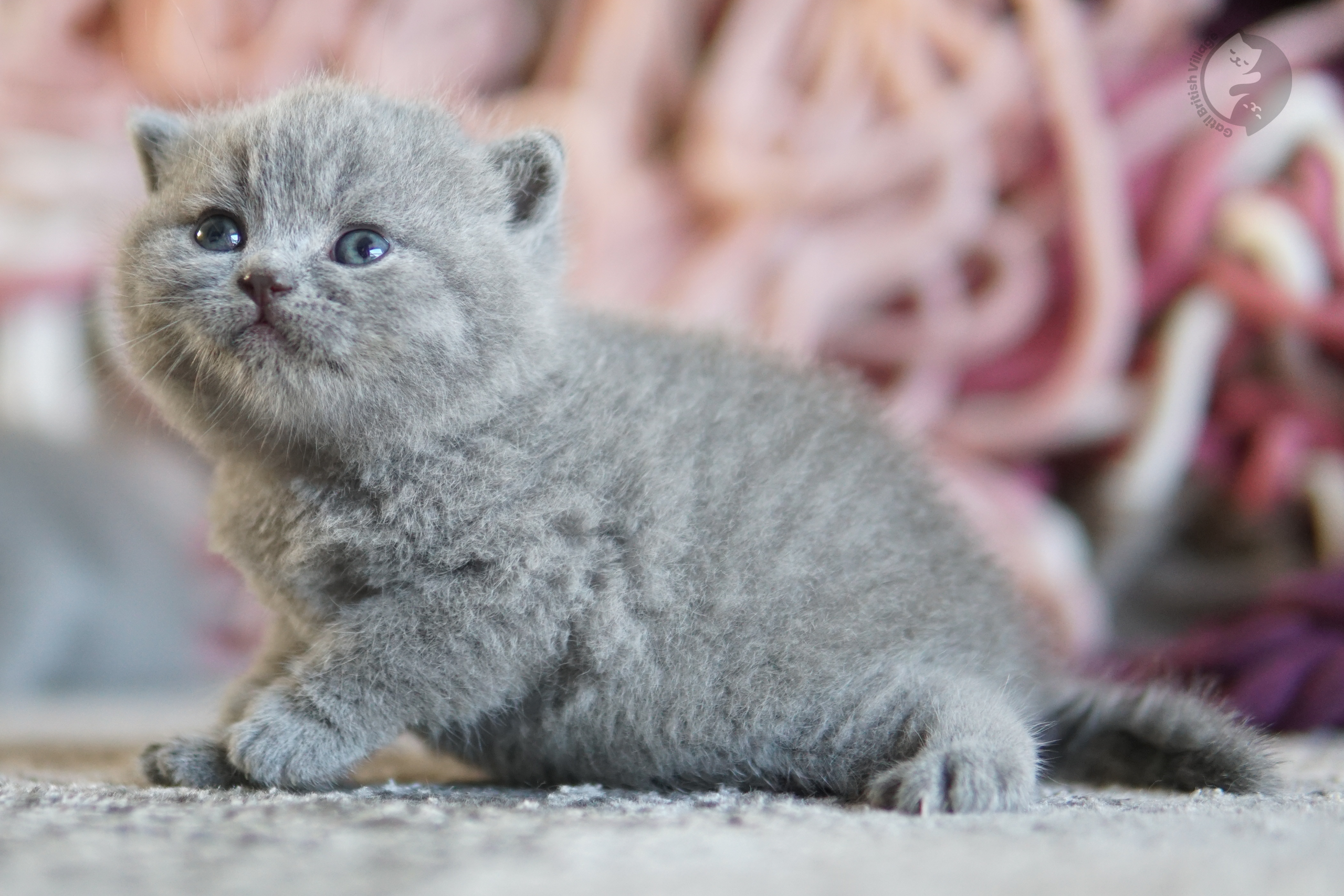 Filhote British Shorthair blue olhando diretamente para a lente, sob luz natural suave