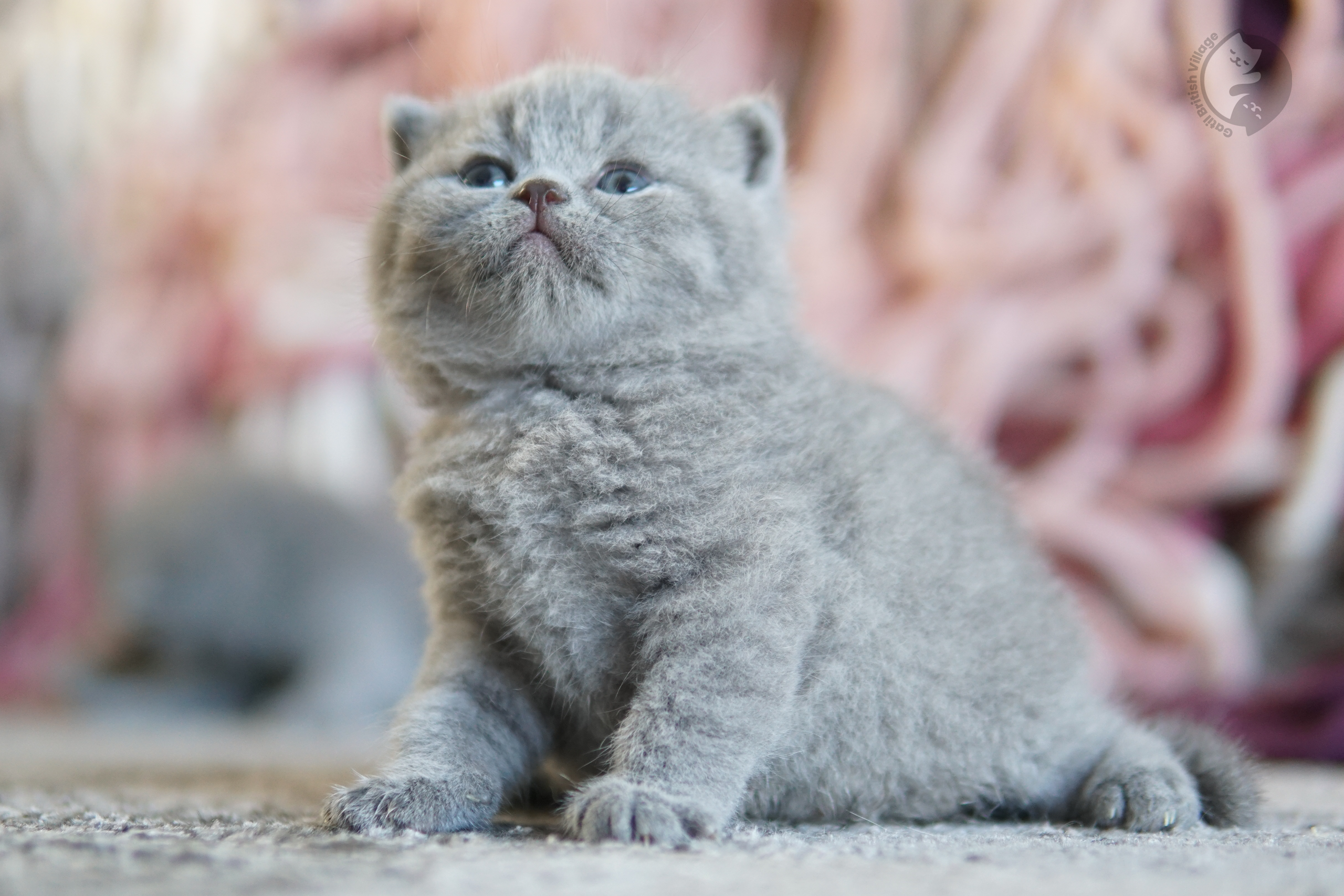 Filhote British Shorthair lilac enrolado em manta de tricô, sob luz natural suave