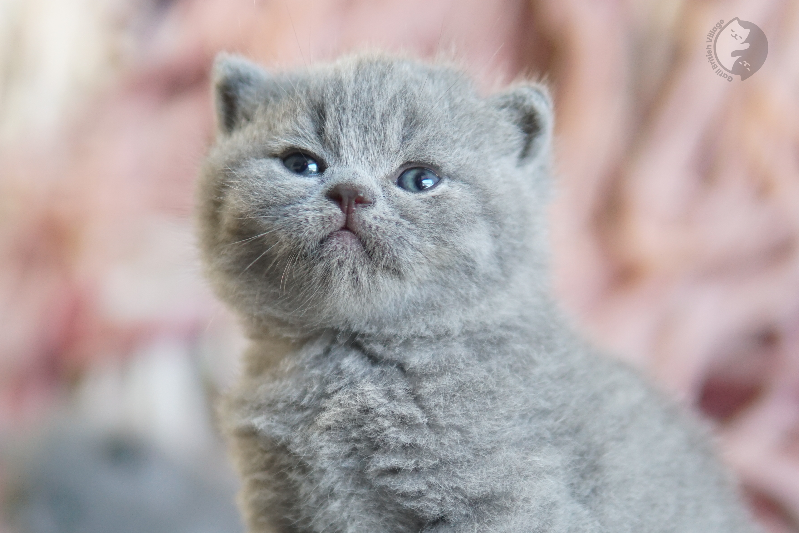 Filhote British Shorthair lilac enrolado na manta rosa clara, ao lado de outro filhote