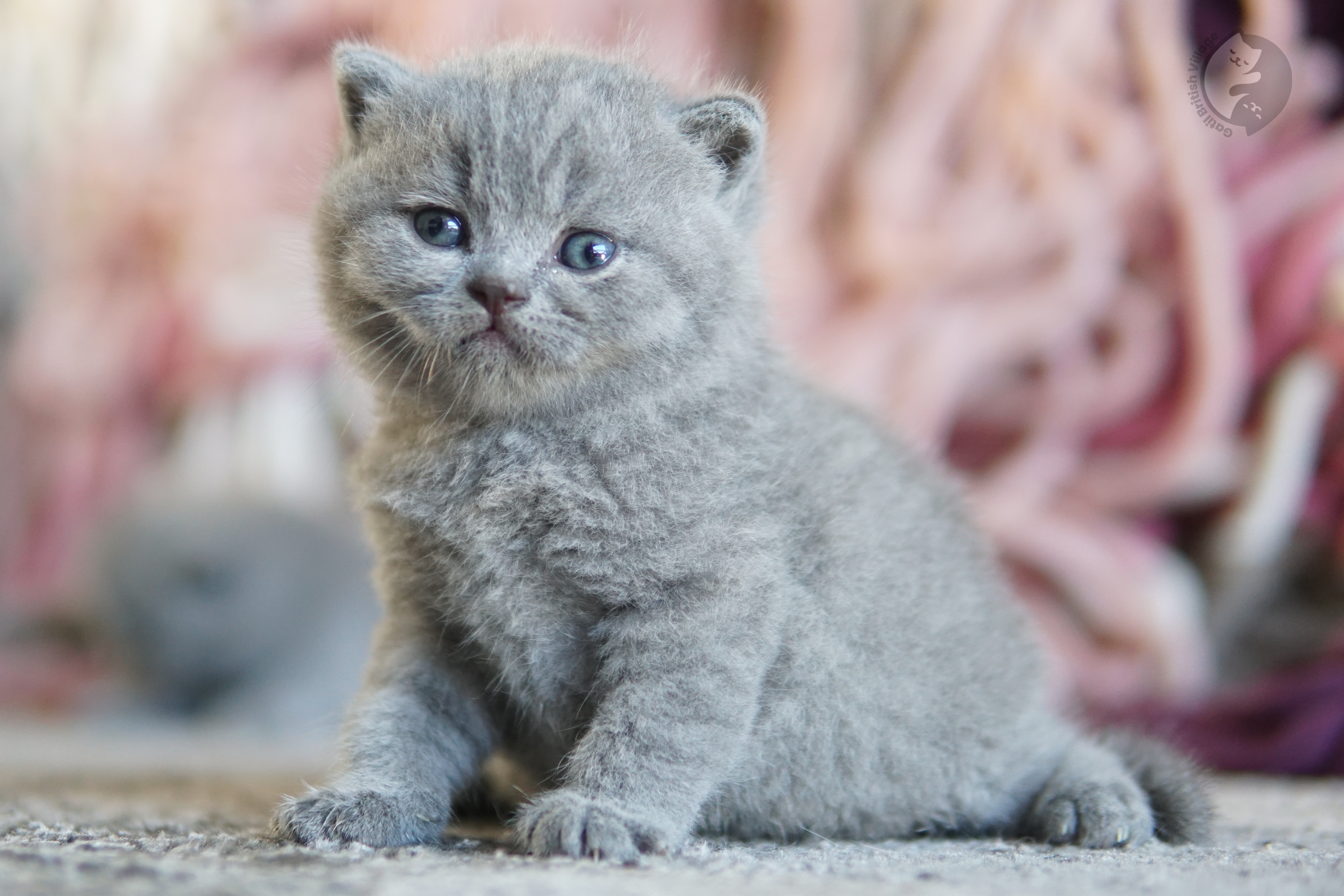 Filhote British Shorthair lilac olhando diretamente para a lente, ao lado de outro filhote