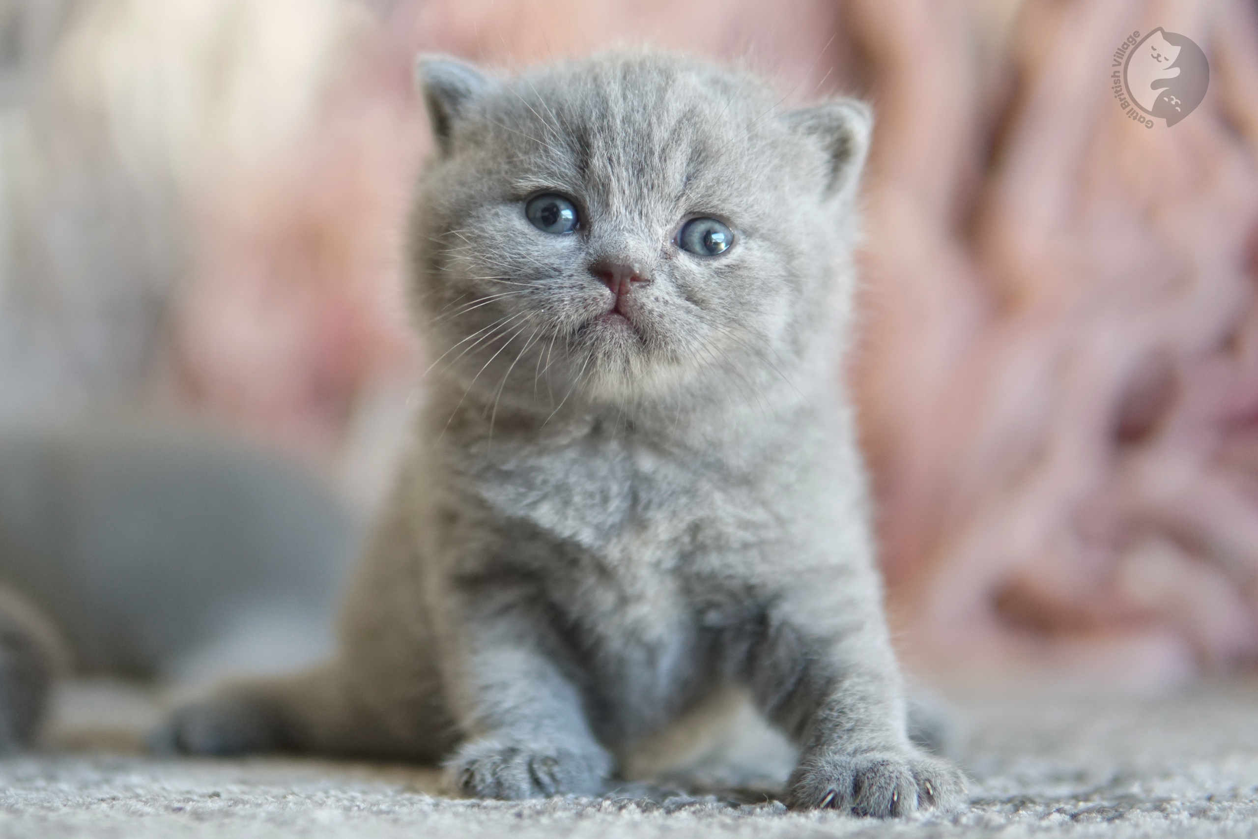 Filhote British Shorthair blue com as orelhas em alerta, com bigodes bem visíveis