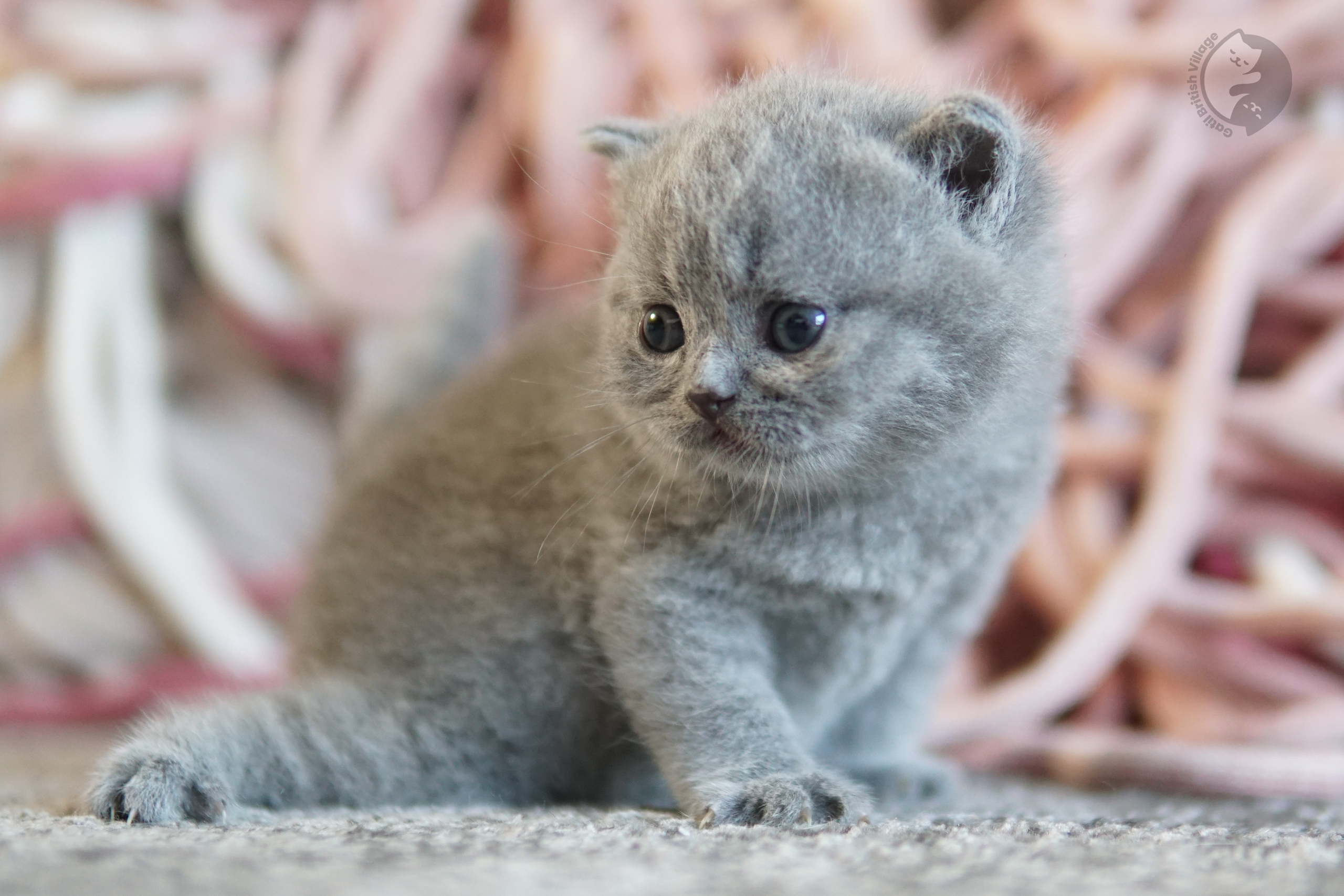 Filhote British Shorthair lilac brincando com um brinquedo de pelúcia, em ambiente calmo e silencioso