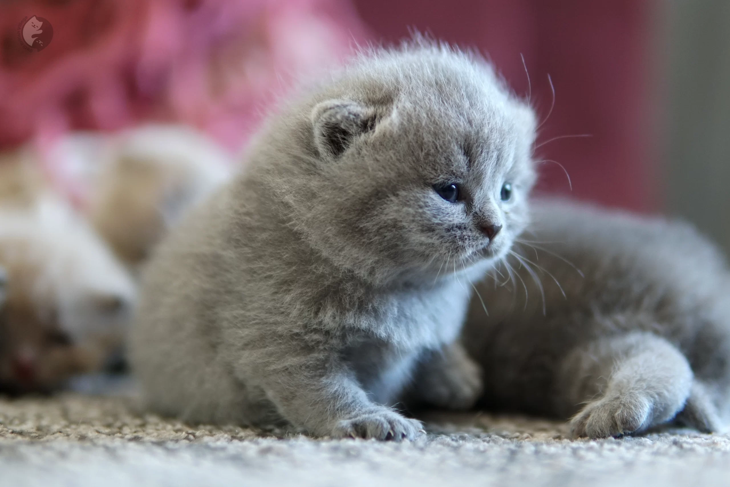 Filhote British Shorthair lilac com as orelhas em alerta, em posição relaxada e tranquila