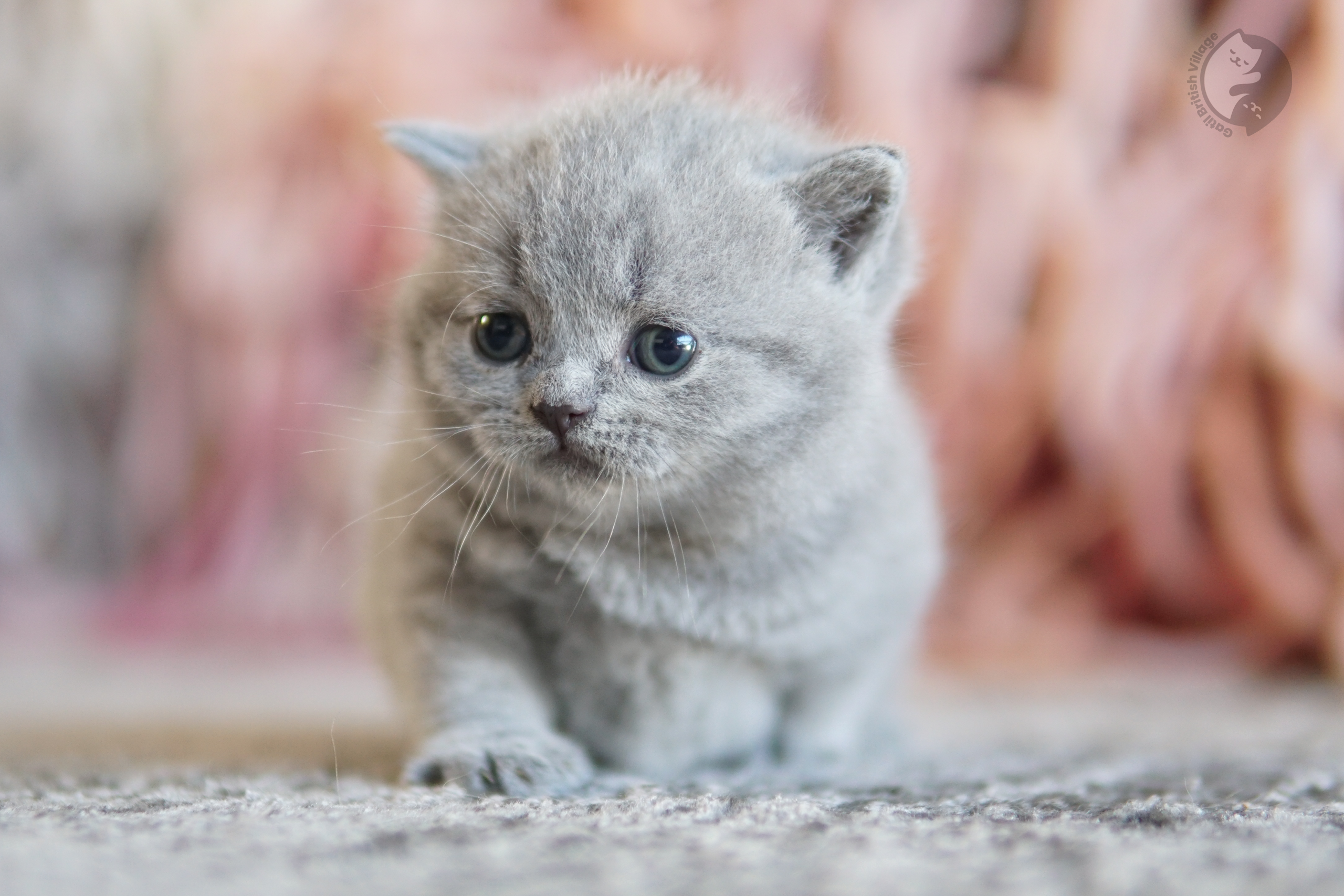 Filhote British Shorthair lilac sentado sobre manta de algodão, em estúdio com fundo neutro