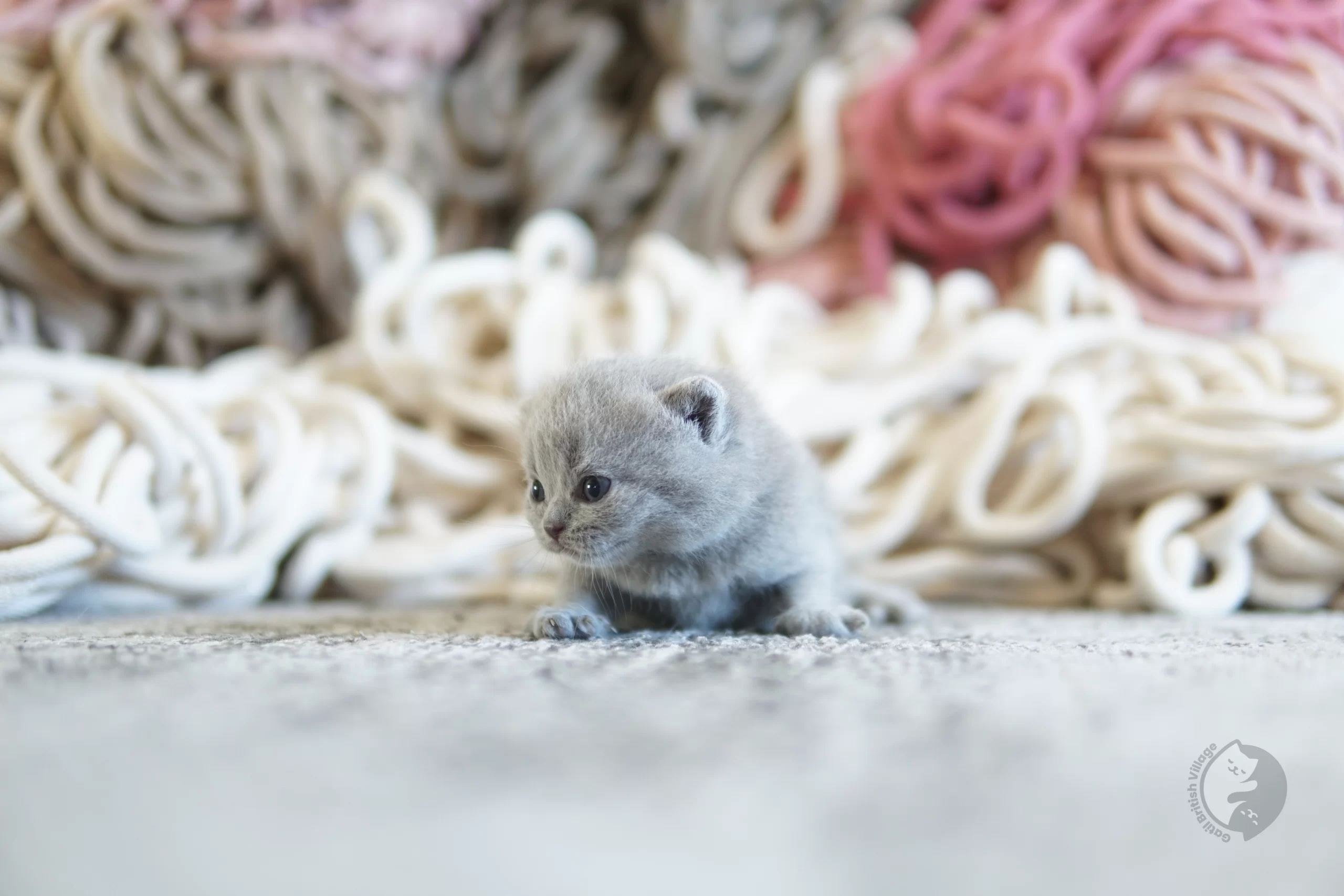 Filhote British Shorthair lilac brincando com um brinquedo de pelúcia, em estúdio com fundo neutro