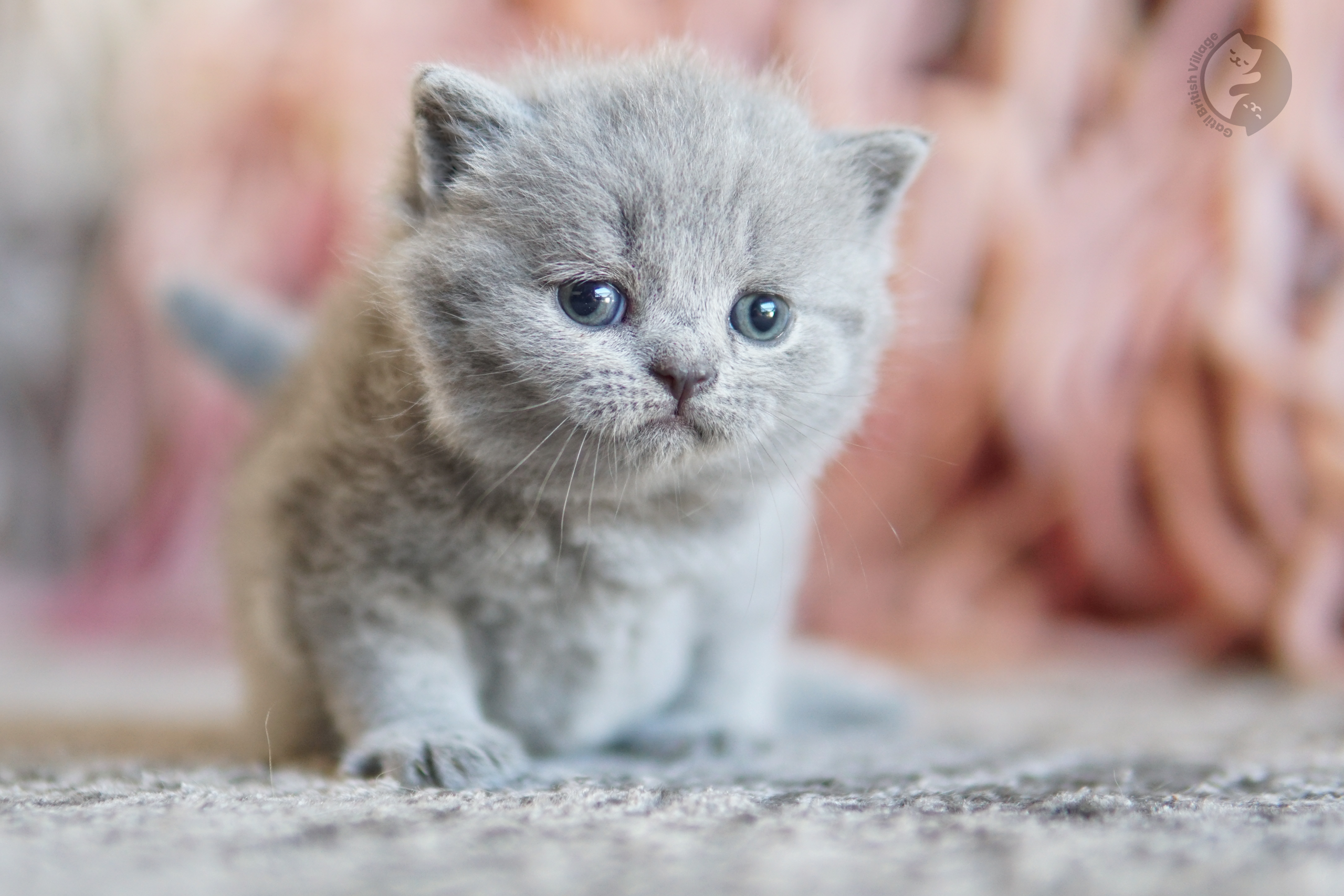 Filhote British Shorthair lilac sentado sobre manta de algodão, em ambiente calmo e silencioso