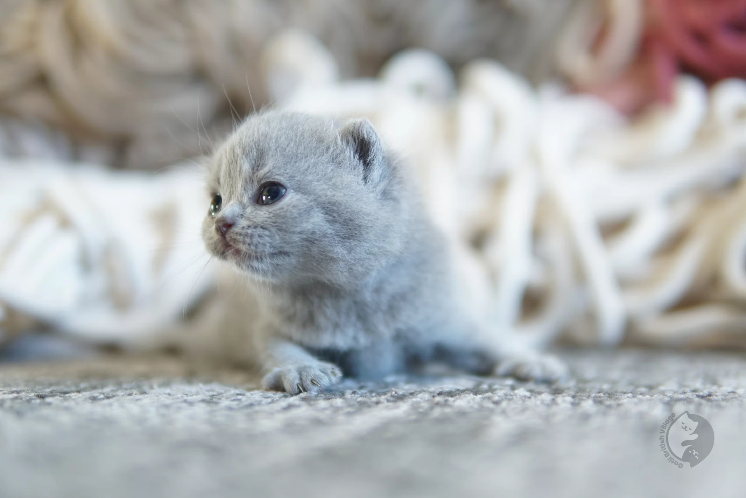 Filhote British Shorthair blue cheirando o ambiente curioso, no cenário de inverno com tons pastel