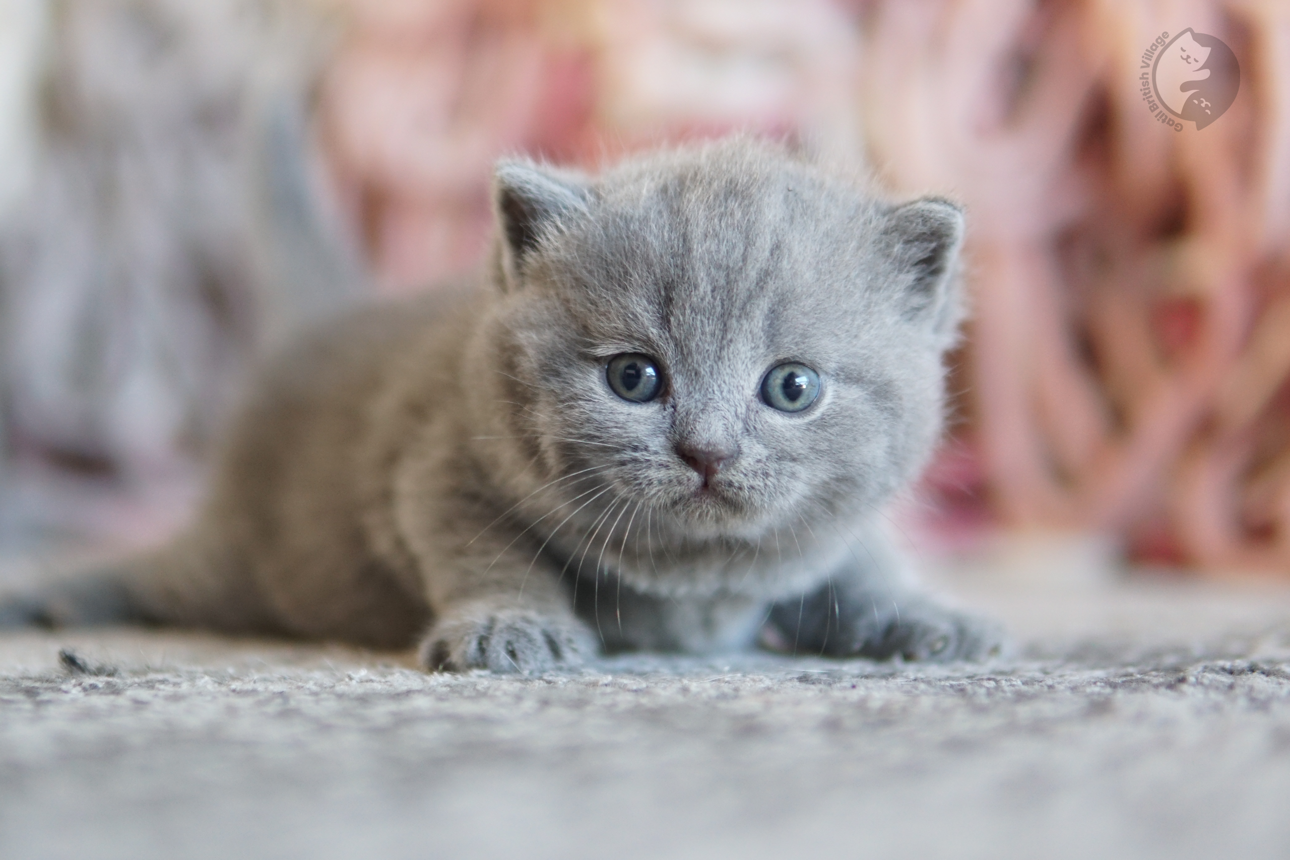 Filhote British Shorthair blue com as orelhas em alerta, no cenário de inverno com tons pastel