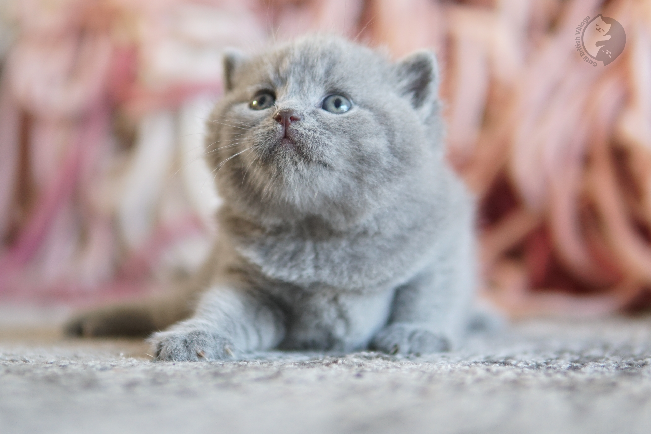 Filhote British Shorthair blue brincando com um brinquedo de pelúcia, no cenário de inverno com tons pastel