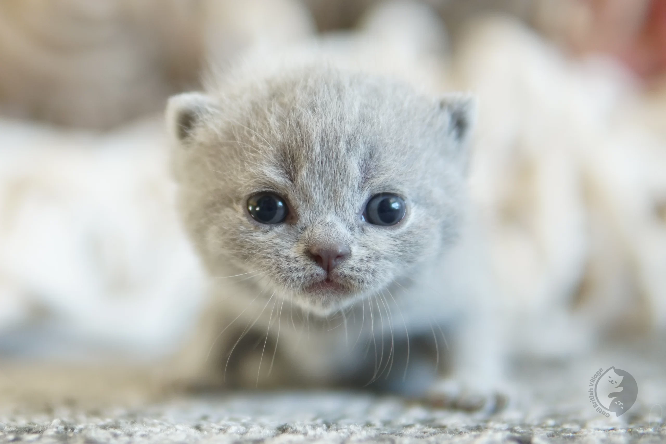 Filhote British Shorthair blue cheirando o ambiente curioso, sob luz natural suave