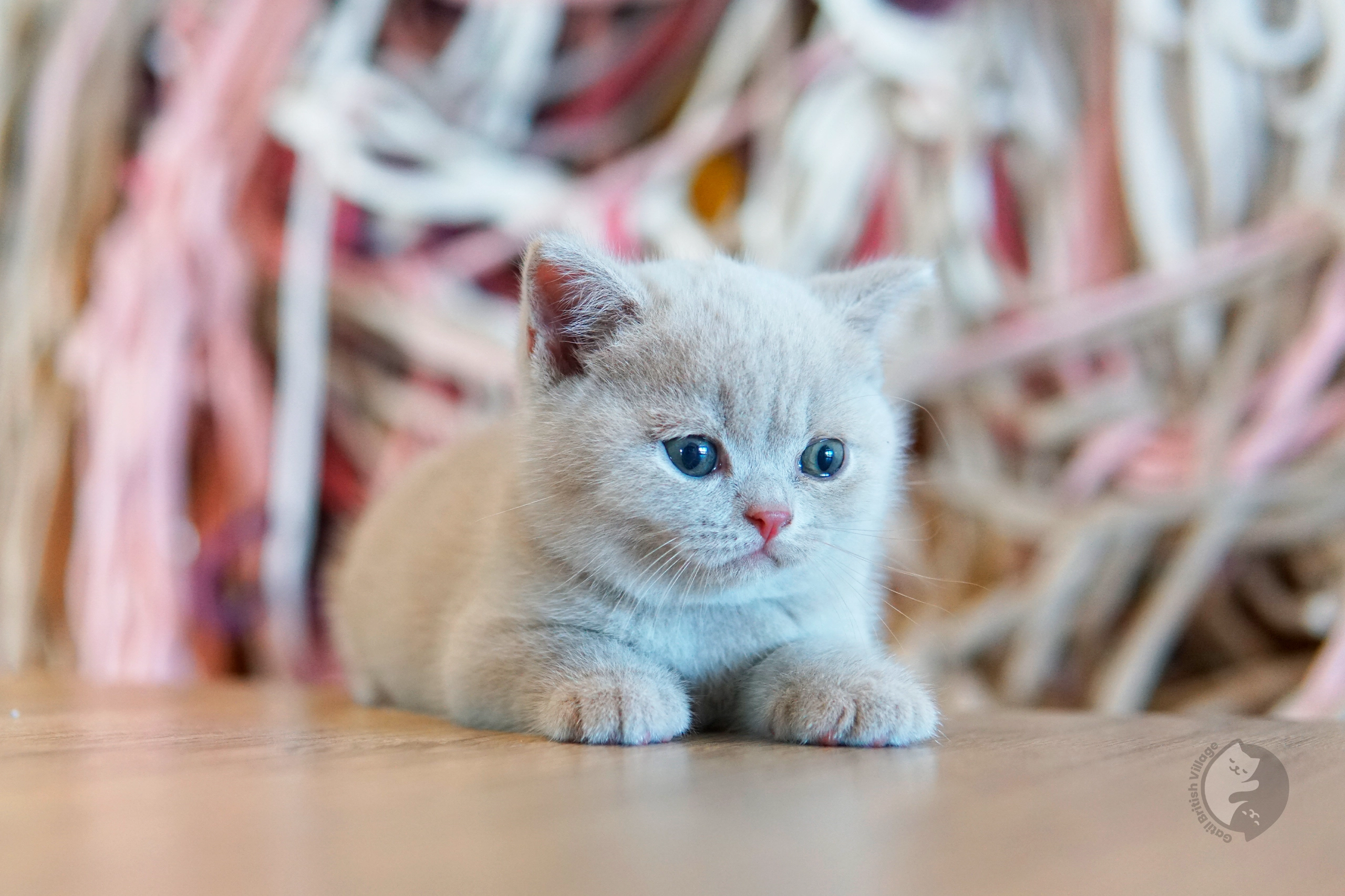 Filhote British Shorthair blue olhando diretamente para a lente, com olhos semiabertos