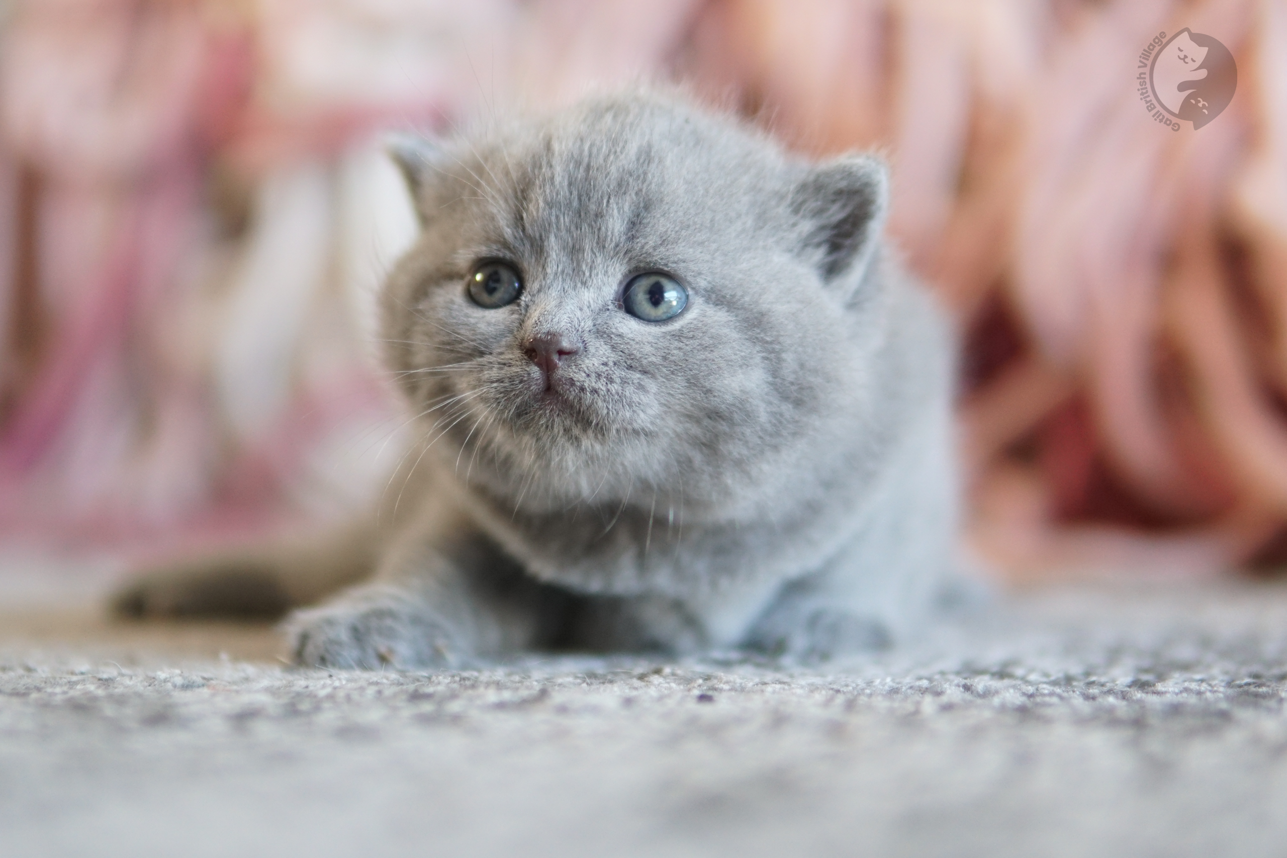 Filhote British Shorthair lilac enrolado em manta de tricô, com pelagem destacando sob o fundo branco