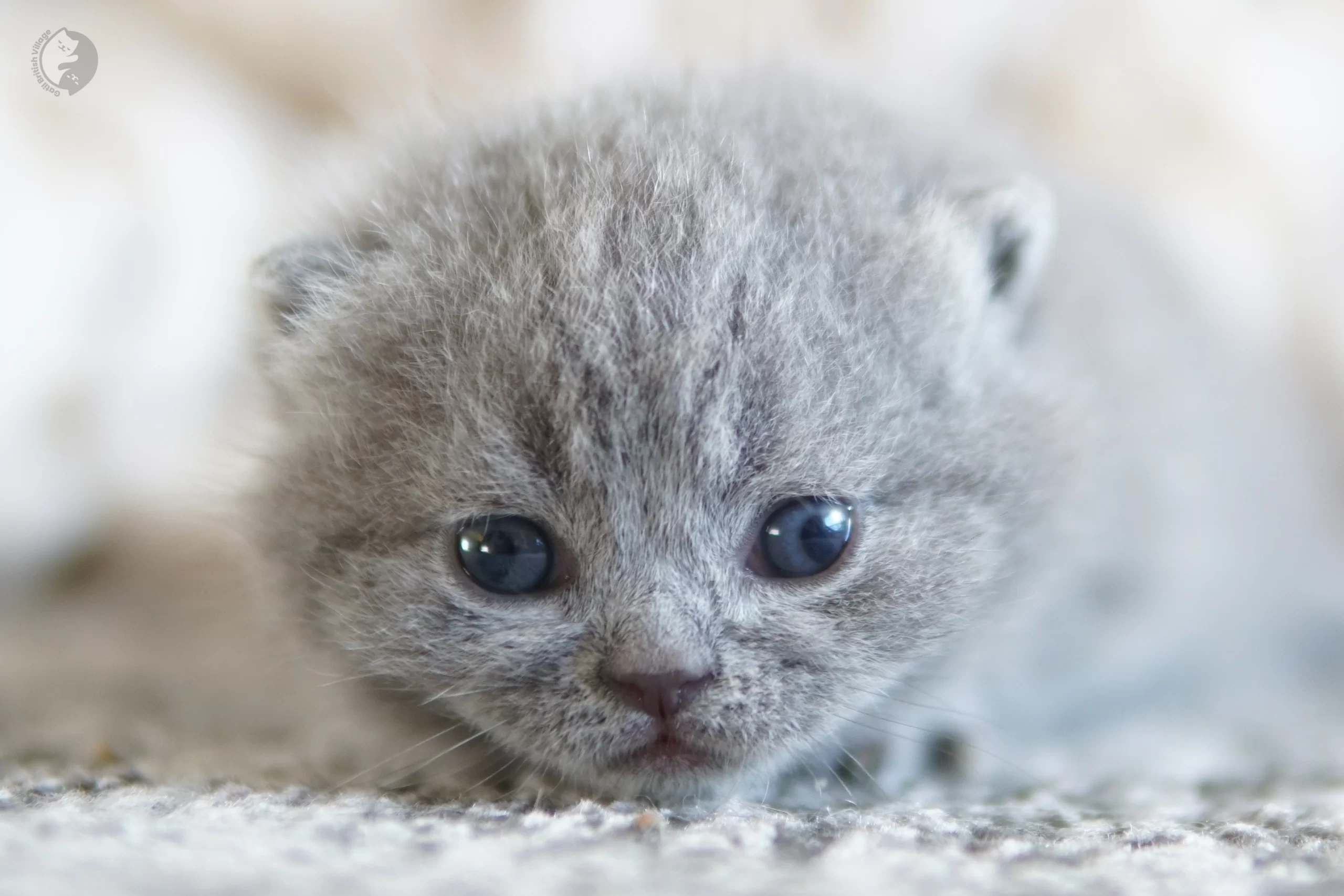 Filhote British Shorthair blue deitado entre almofadas felpudas, com bigodes bem visíveis