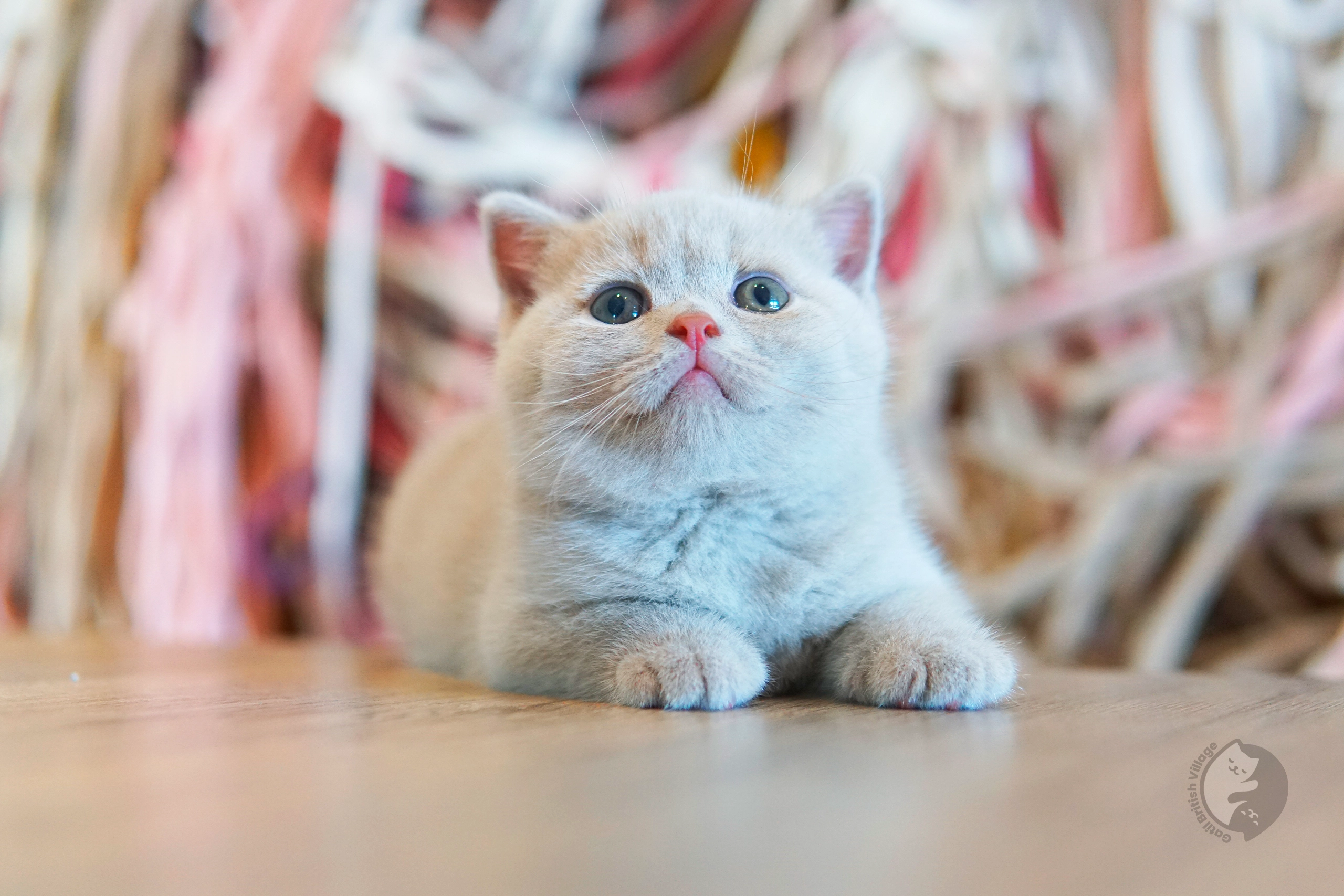 Filhote British Shorthair lilac com as orelhas em alerta, no cenário de inverno com tons pastel