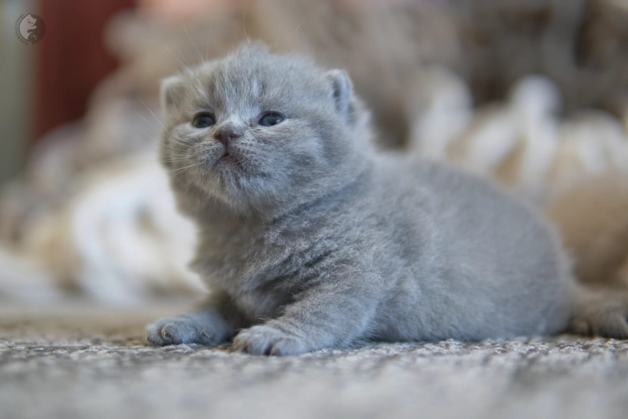 Filhote British Shorthair lilac enrolado na manta rosa clara, com bigodes bem visíveis