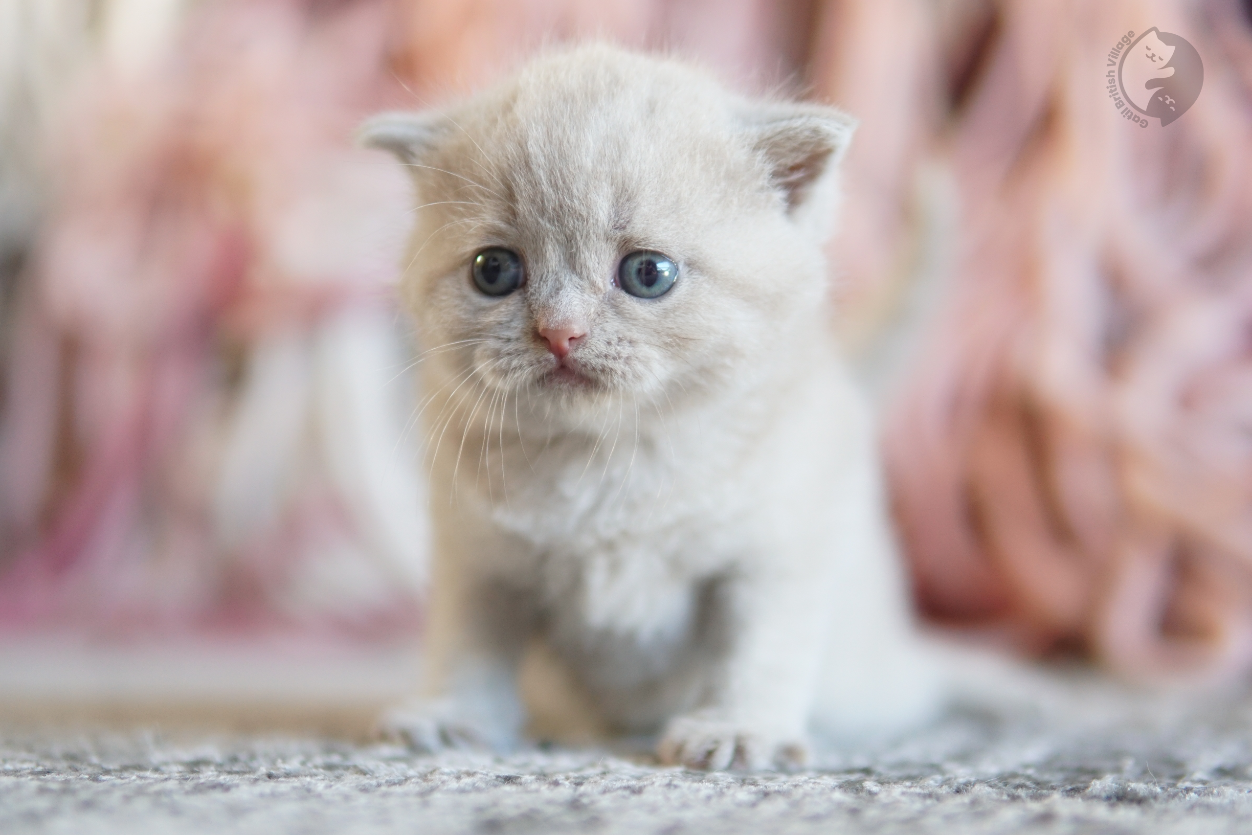 Filhote British Shorthair lilac sentado sobre manta de algodão, com pelagem destacando sob o fundo branco