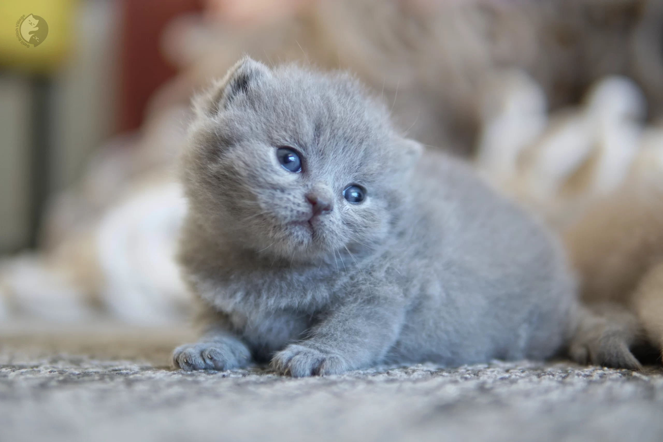 Filhote British Shorthair blue dormindo profundamente, no cenário de inverno com tons pastel