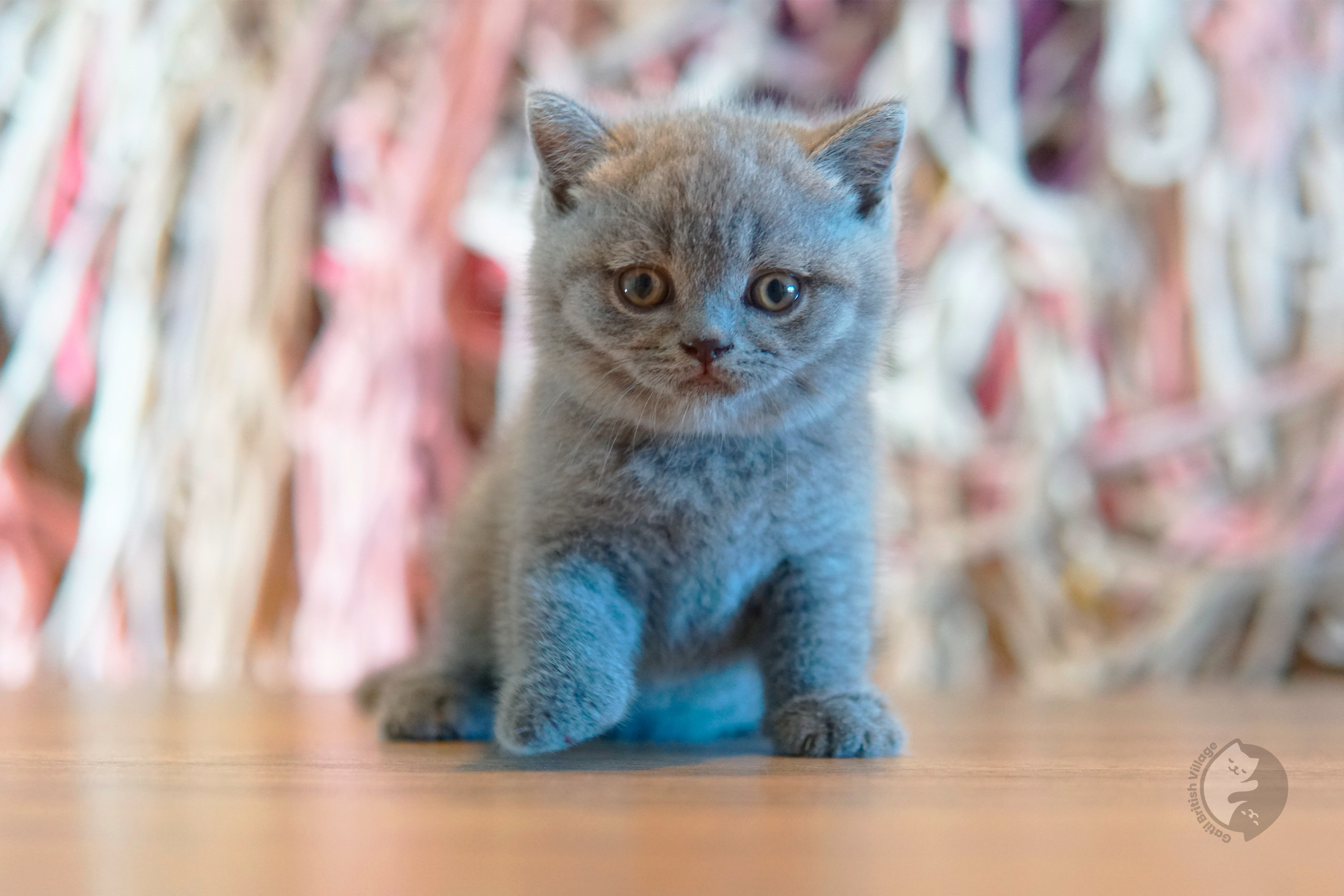 Filhote British Shorthair lilac brincando com um brinquedo de pelúcia, com bigodes bem visíveis