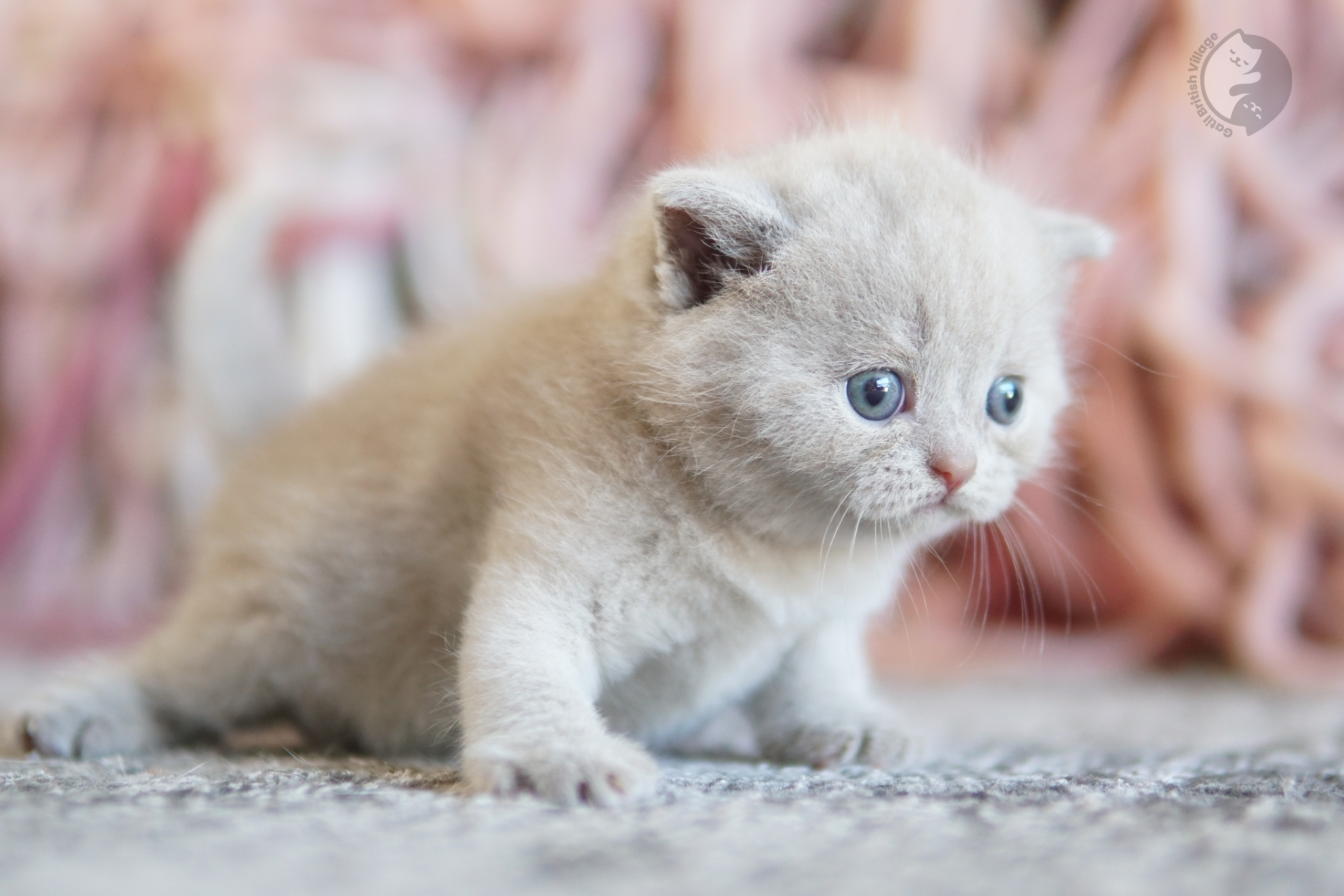 Filhote British Shorthair lilac com as orelhas em alerta, ao lado de outro filhote