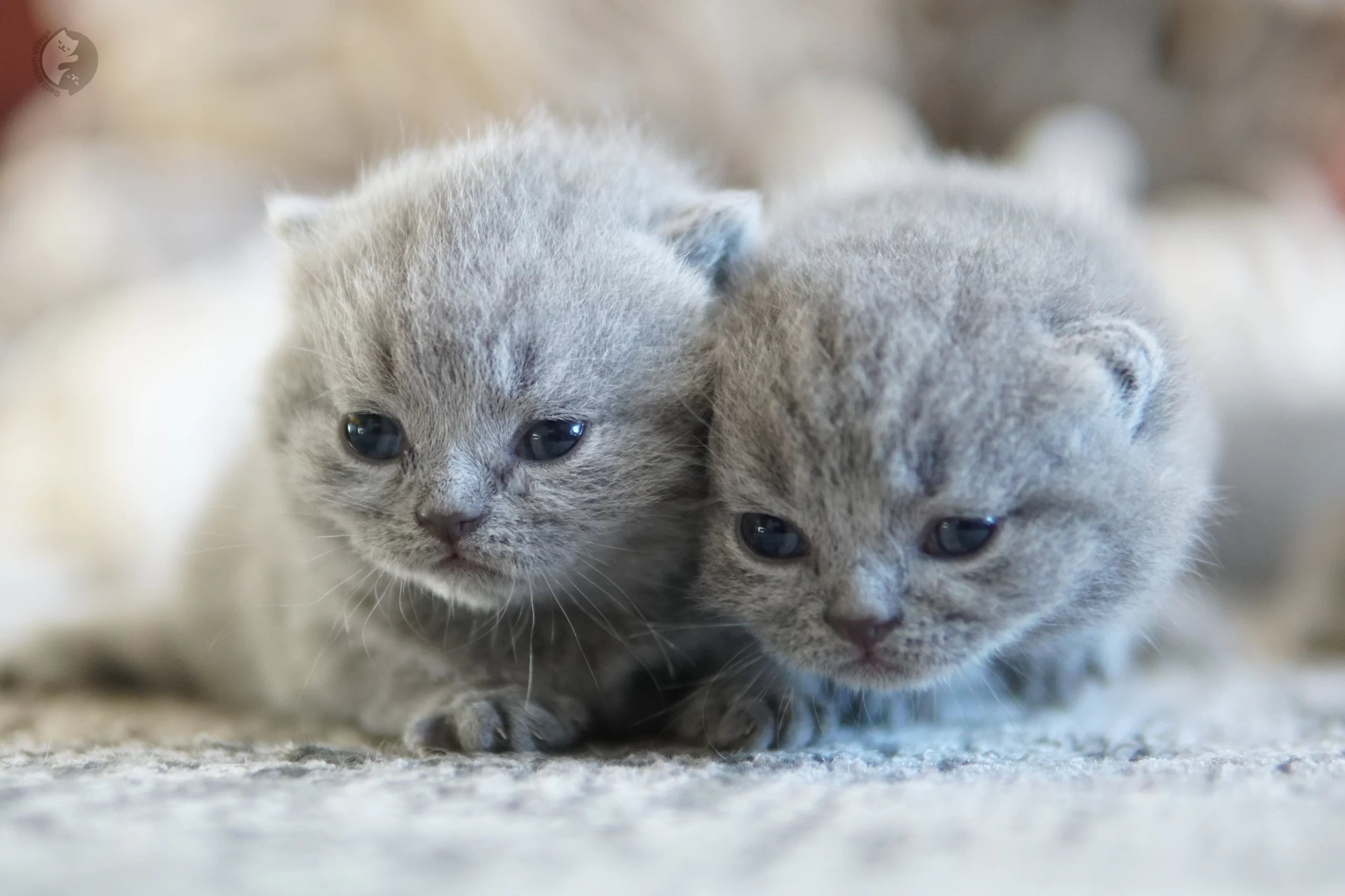 Filhote British Shorthair blue enrolado em manta de tricô, sob luz natural suave