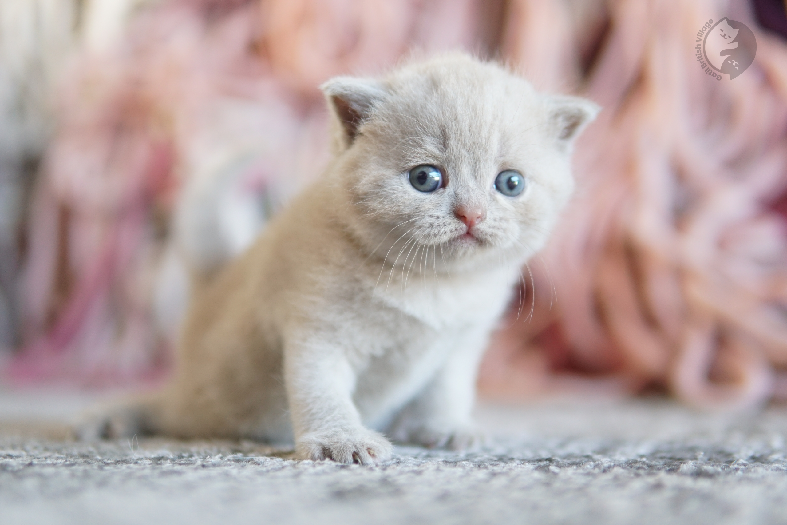 Filhote British Shorthair lilac cheirando o ambiente curioso, com bigodes bem visíveis