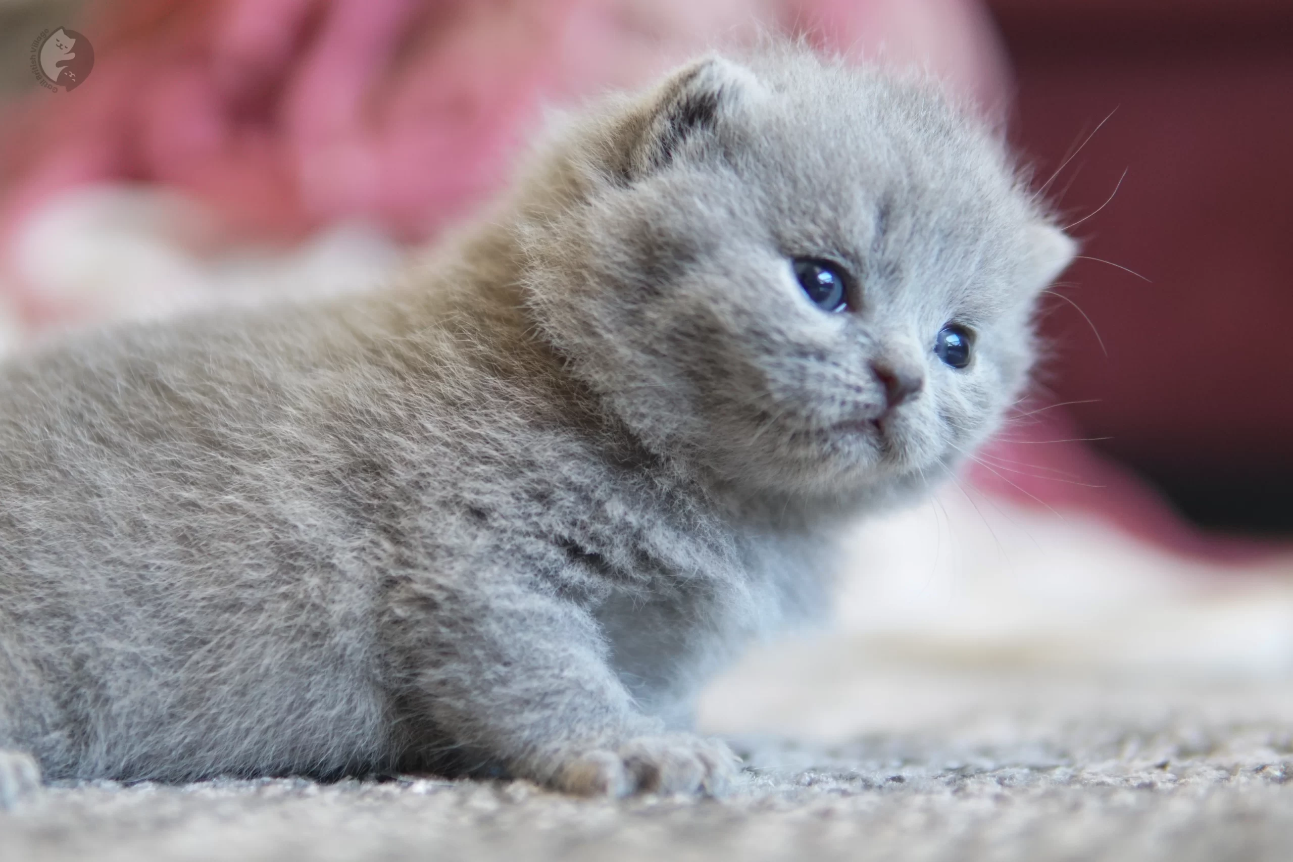 Filhote British Shorthair lilac deitado entre almofadas felpudas, com bigodes bem visíveis