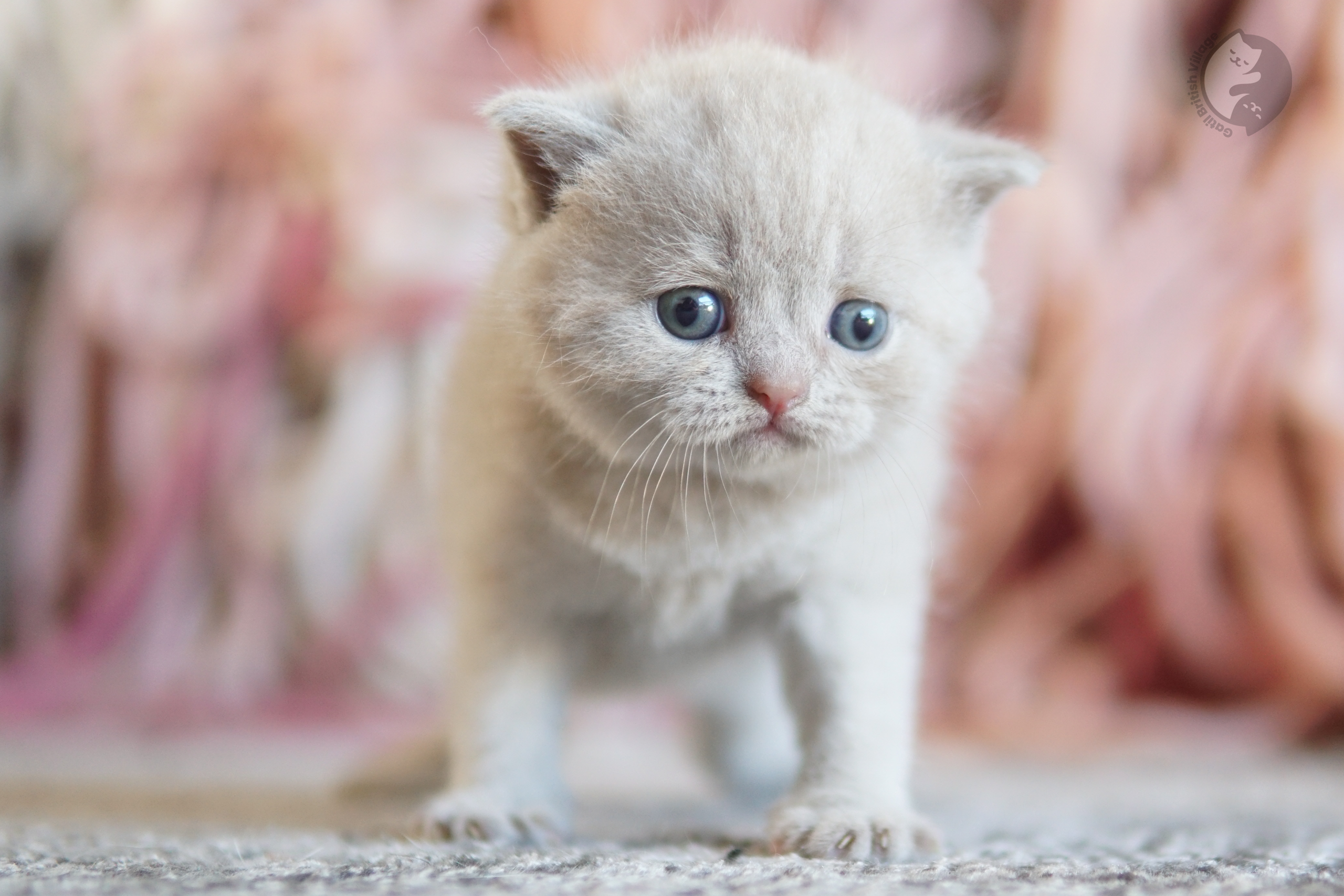 Filhote British Shorthair lilac com as orelhas em alerta, em ambiente calmo e silencioso