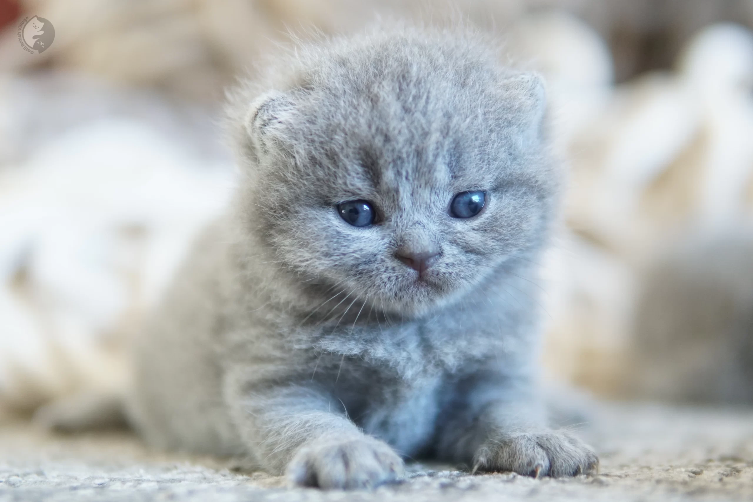 Filhote British Shorthair blue com as patinhas esticadas sobre o cobertor, ao lado de outro filhote