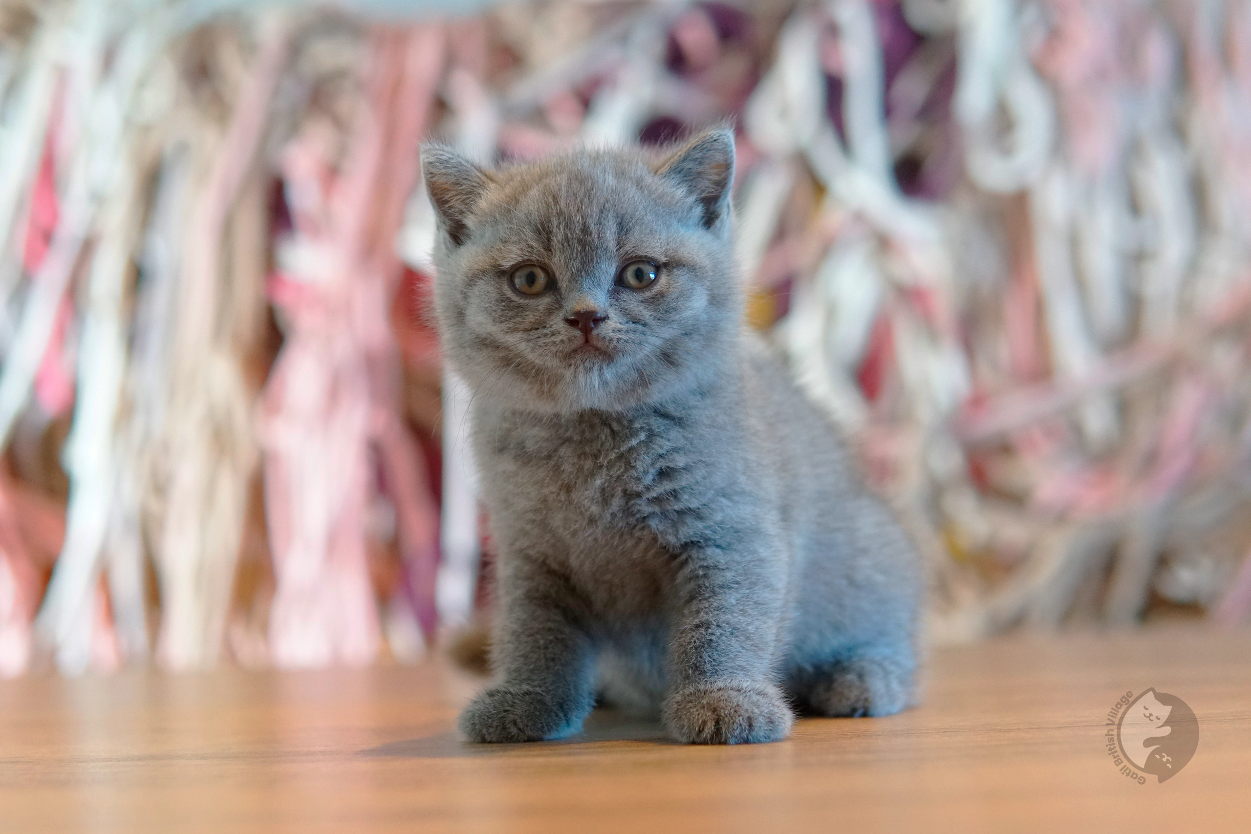 Filhote British Shorthair lilac brincando com um brinquedo de pelúcia, no cenário de inverno com tons pastel