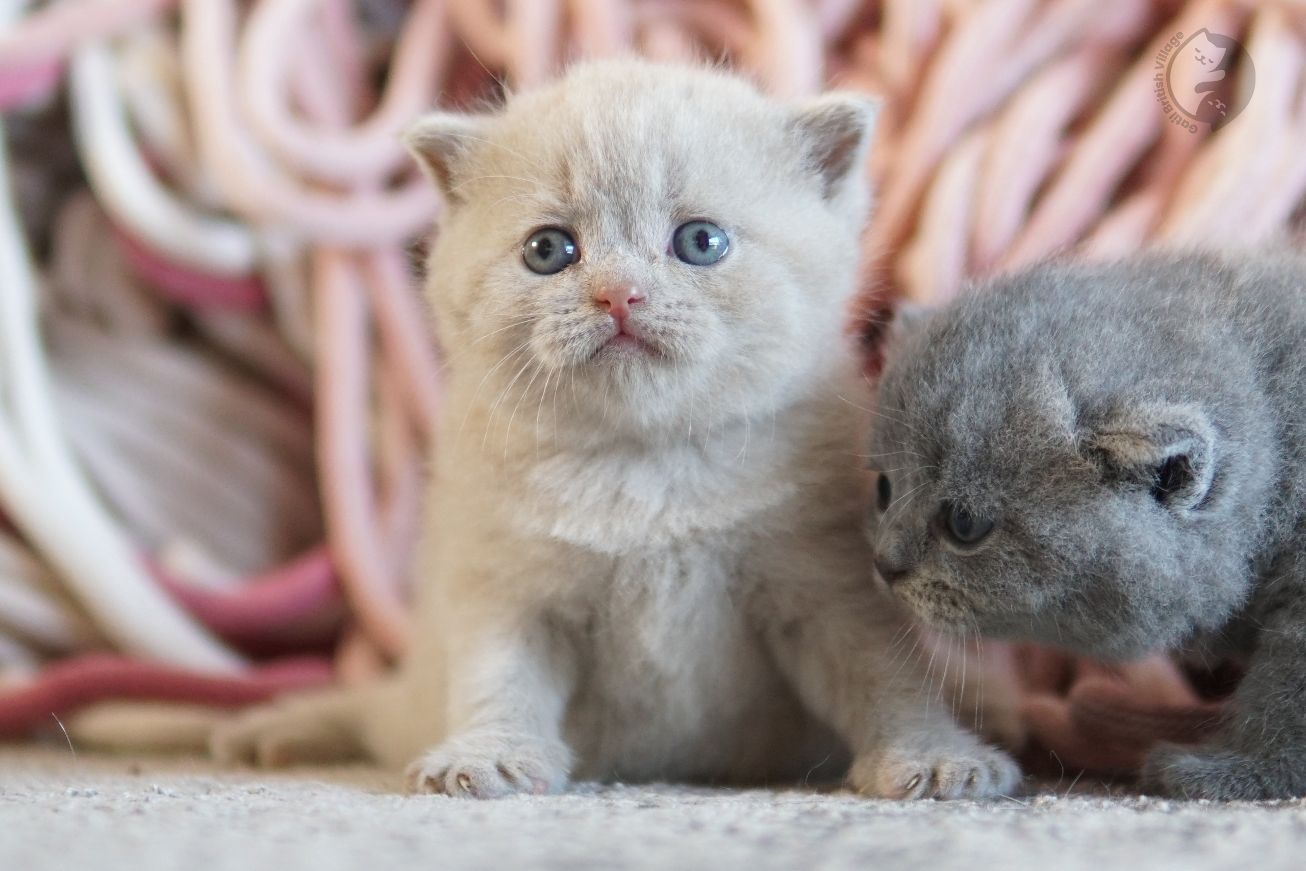 Filhote British Shorthair blue deitado entre almofadas felpudas, no cenário de inverno com tons pastel