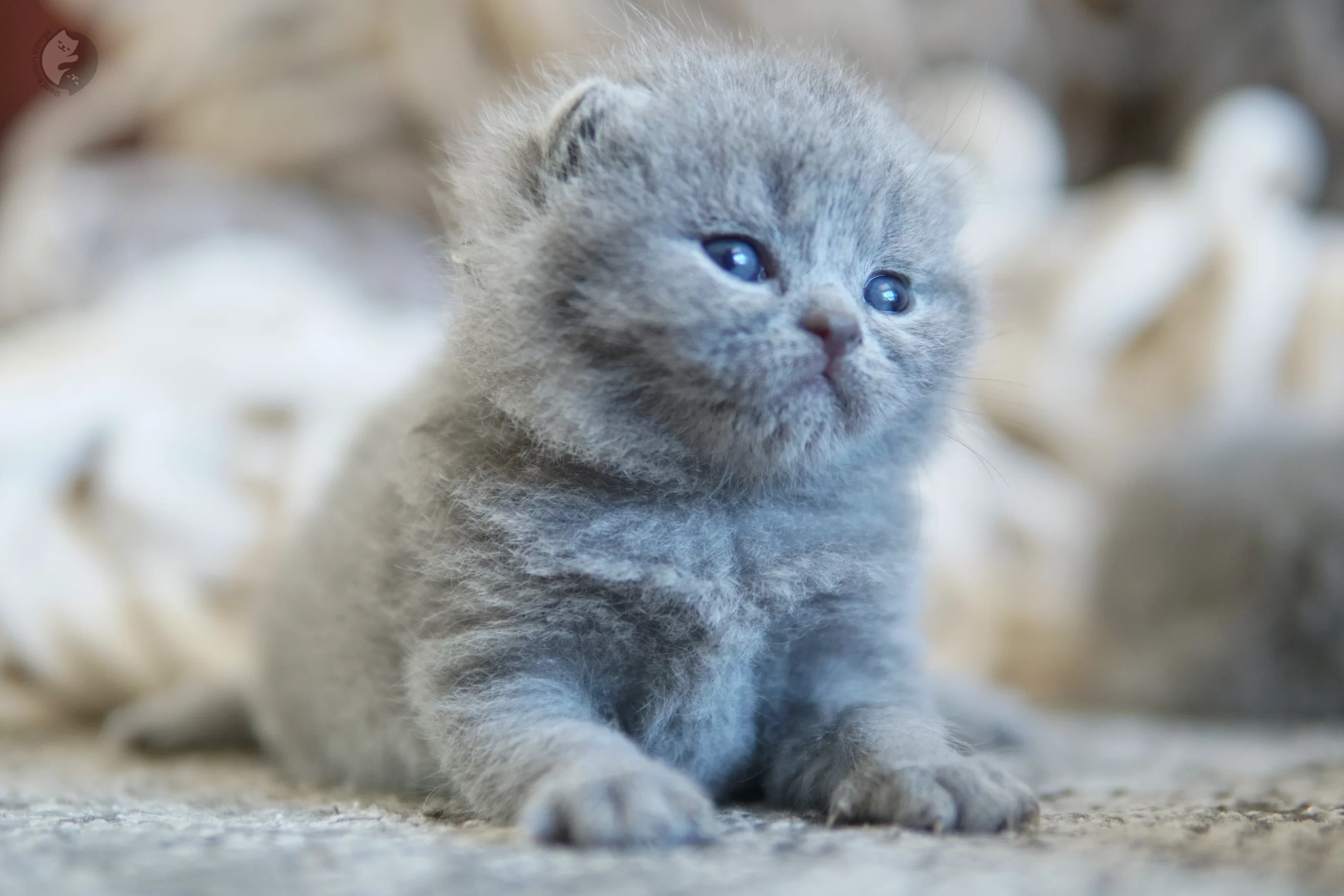 Filhote British Shorthair blue sentado sobre manta de algodão, sob luz natural suave