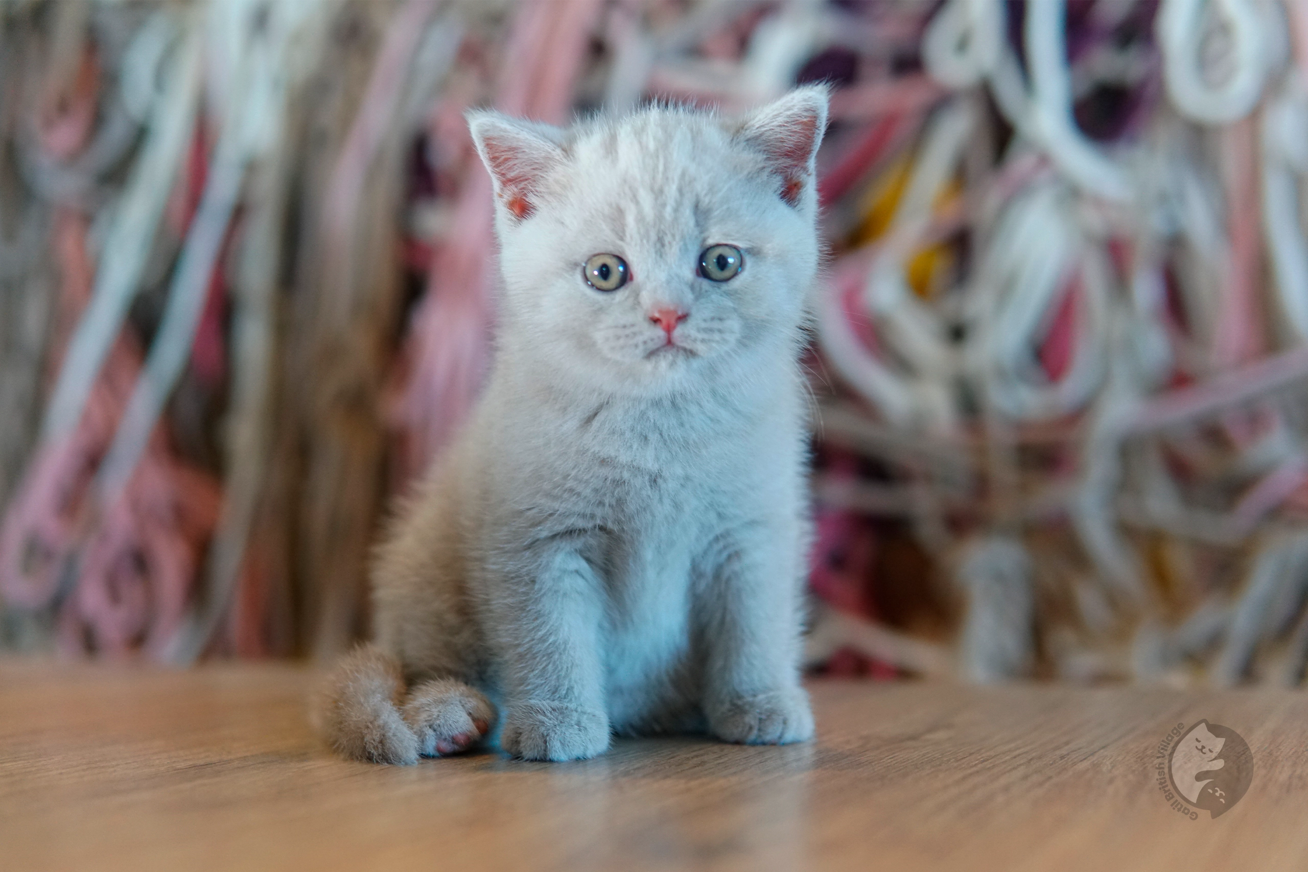 Filhote British Shorthair lilac sentado sobre manta de algodão, com olhos semiabertos