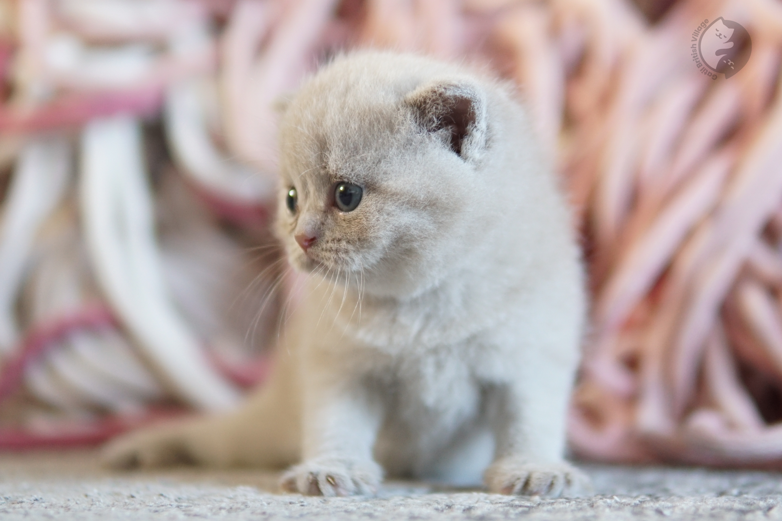 Filhote British Shorthair lilac dormindo profundamente, com olhos semiabertos