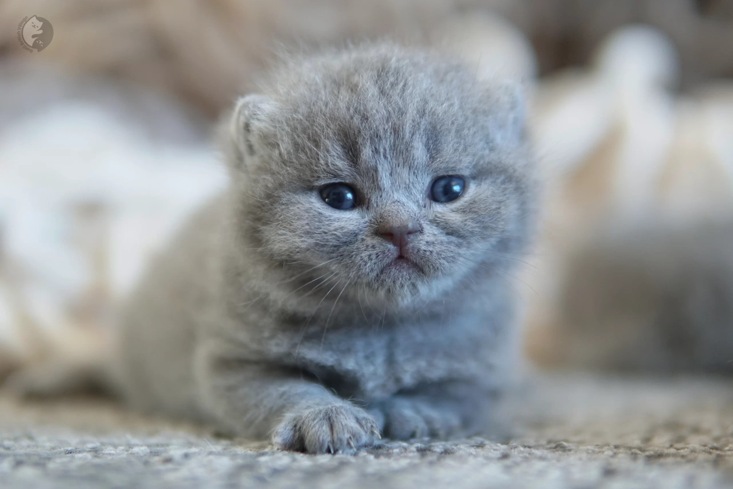 Filhote British Shorthair blue com as orelhas em alerta, ao lado de outro filhote