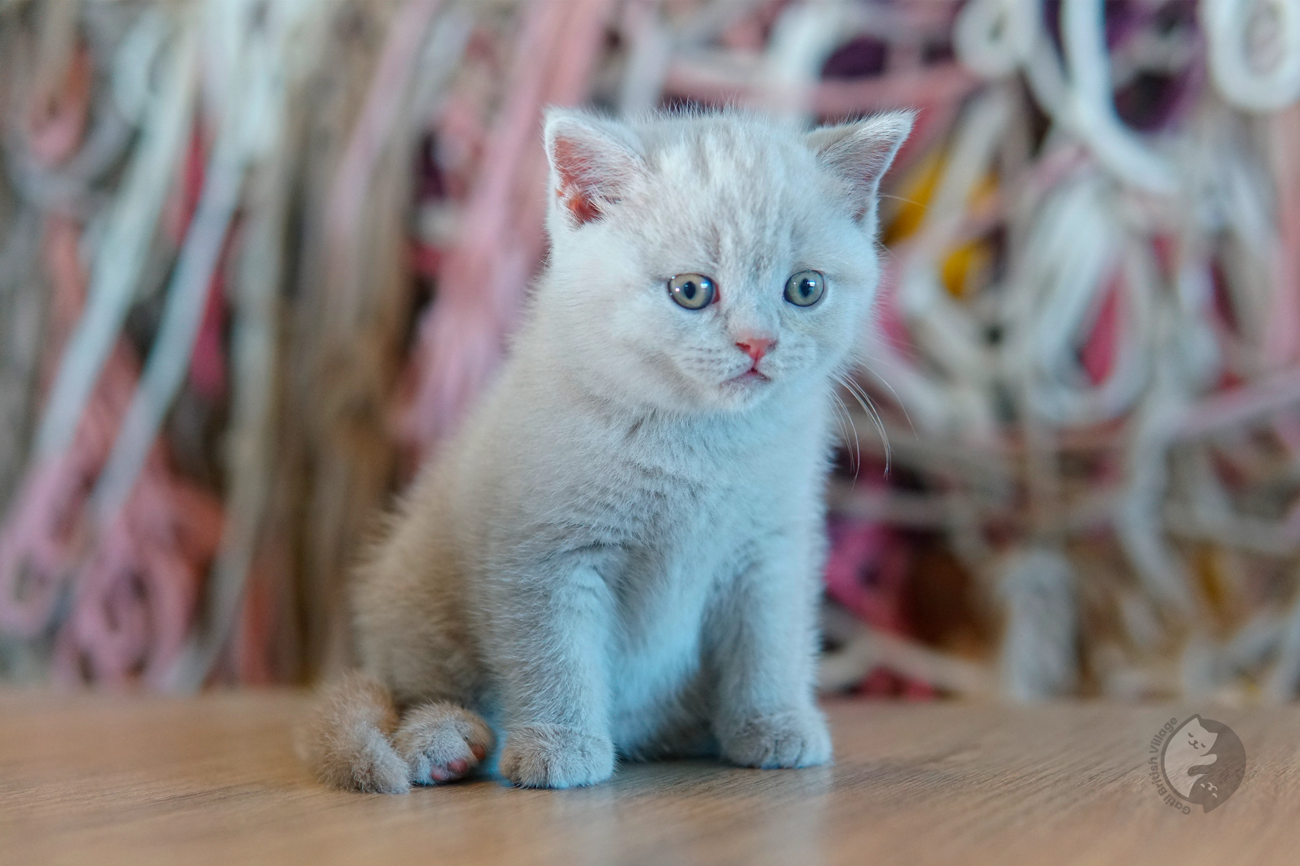 Filhote British Shorthair blue sentado sobre manta de algodão, com pelagem destacando sob o fundo branco