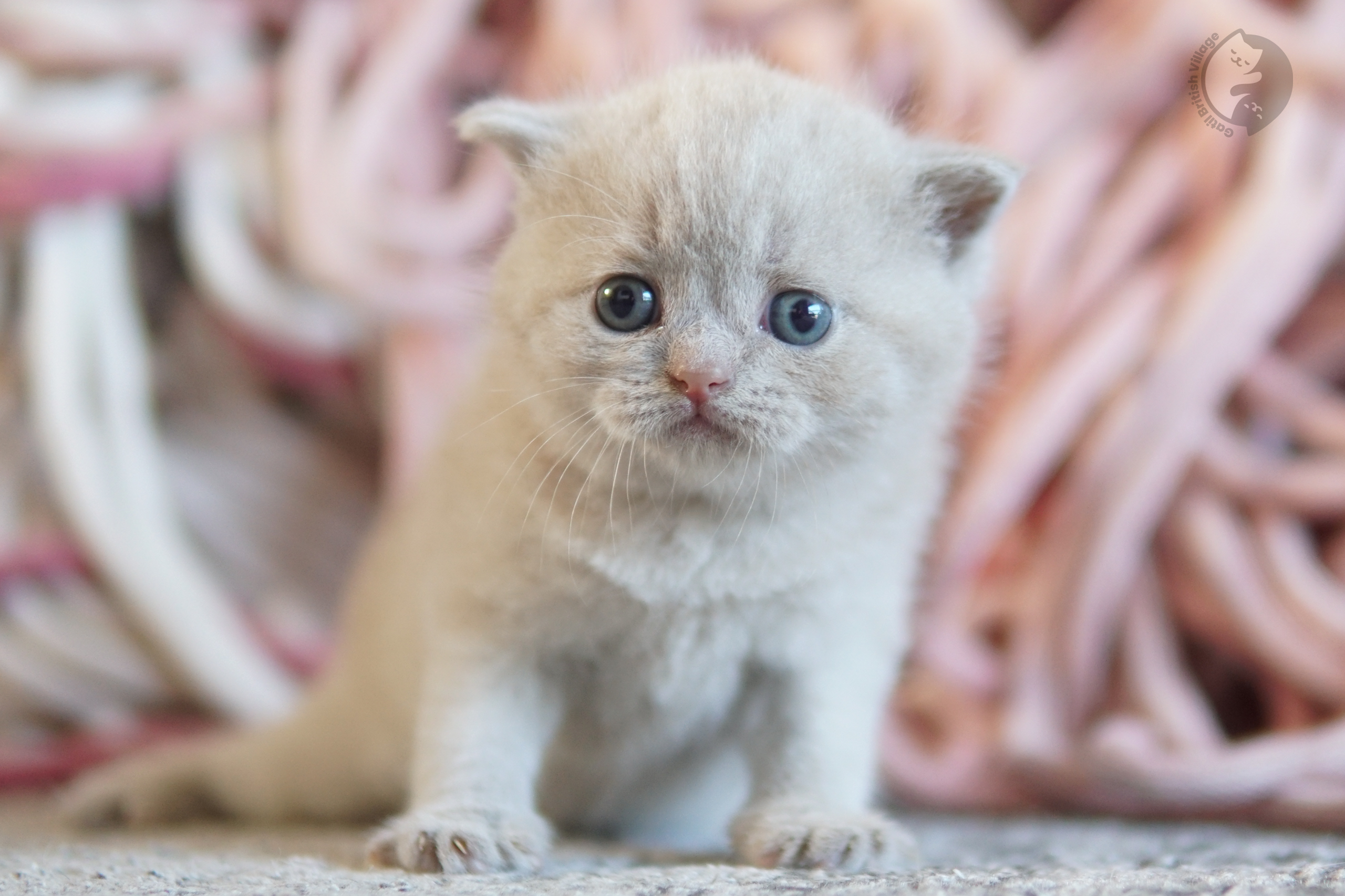 Filhote British Shorthair lilac com as patinhas esticadas sobre o cobertor, em ambiente calmo e silencioso