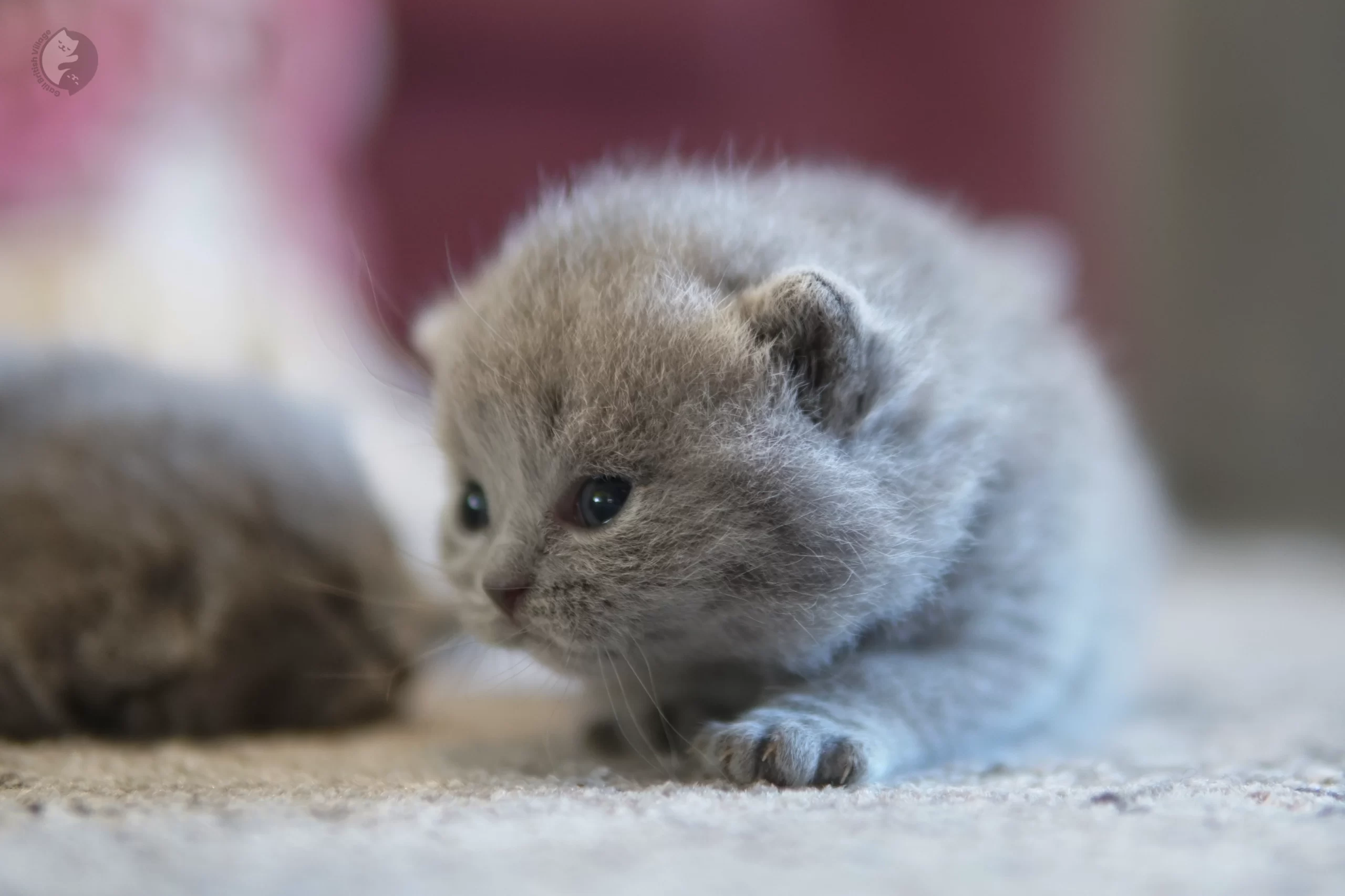Filhote British Shorthair blue olhando diretamente para a lente, em ambiente calmo e silencioso