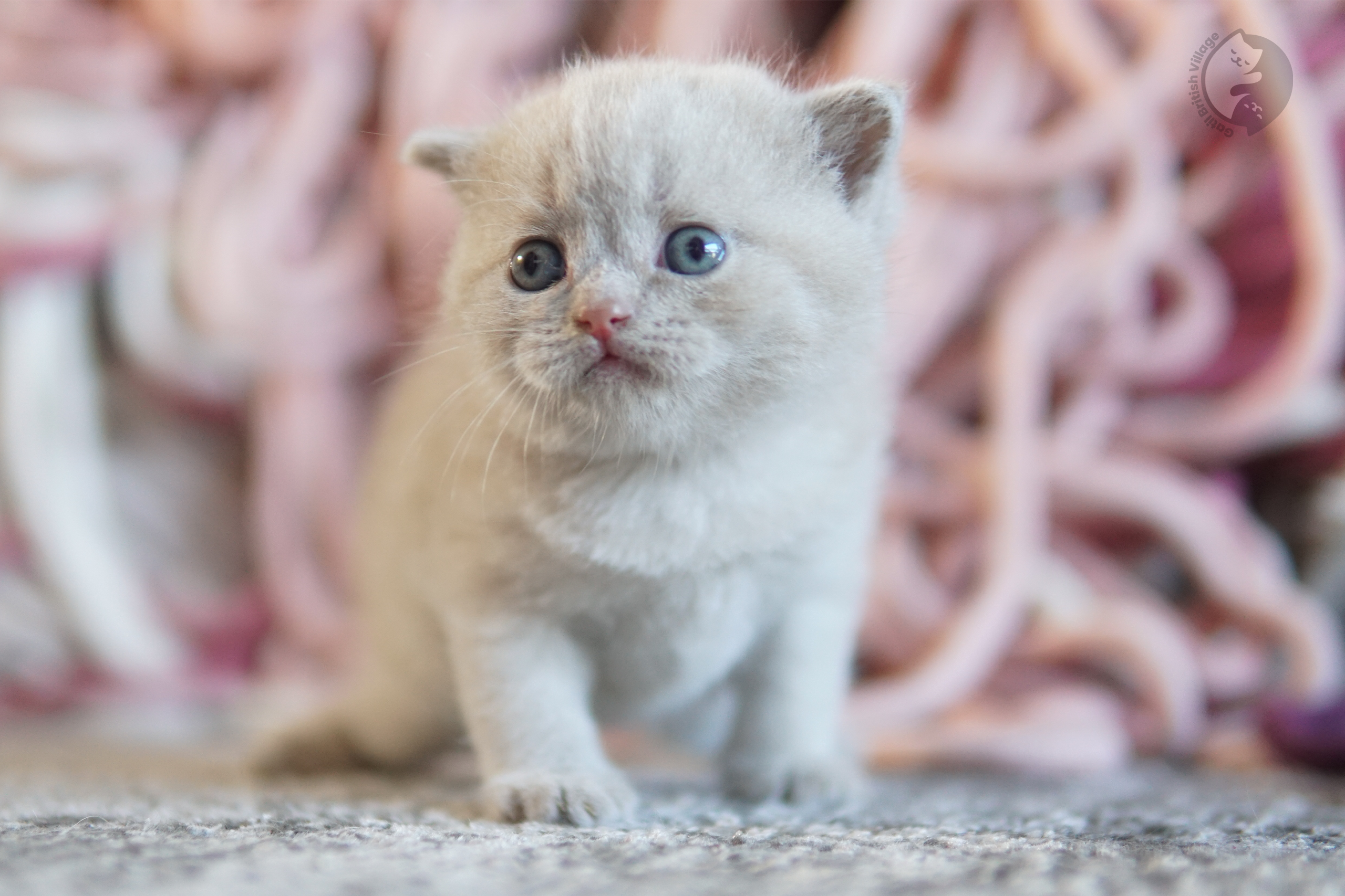 Filhote British Shorthair lilac com as patinhas esticadas sobre o cobertor, com expressão de serenidade