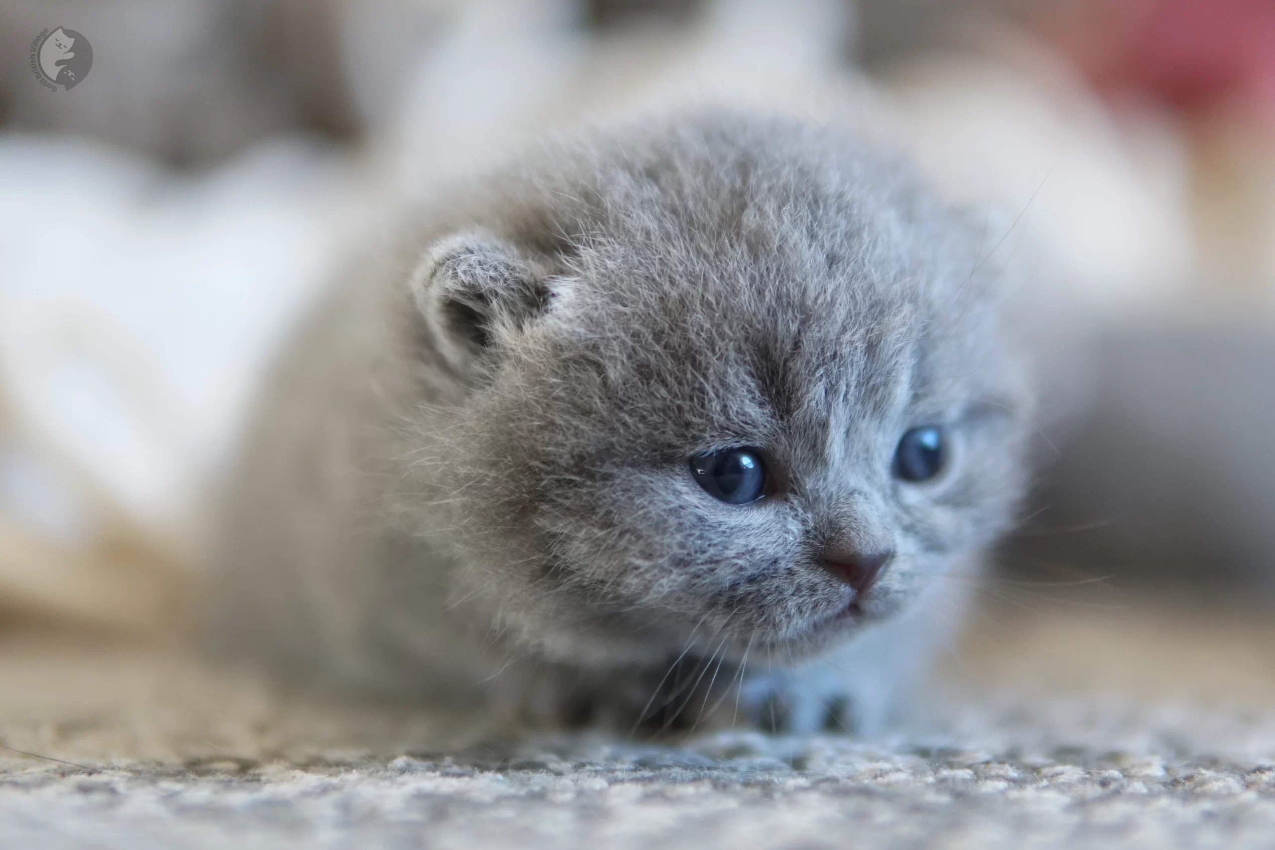 Filhote British Shorthair blue enrolado na manta rosa clara, com expressão de serenidade