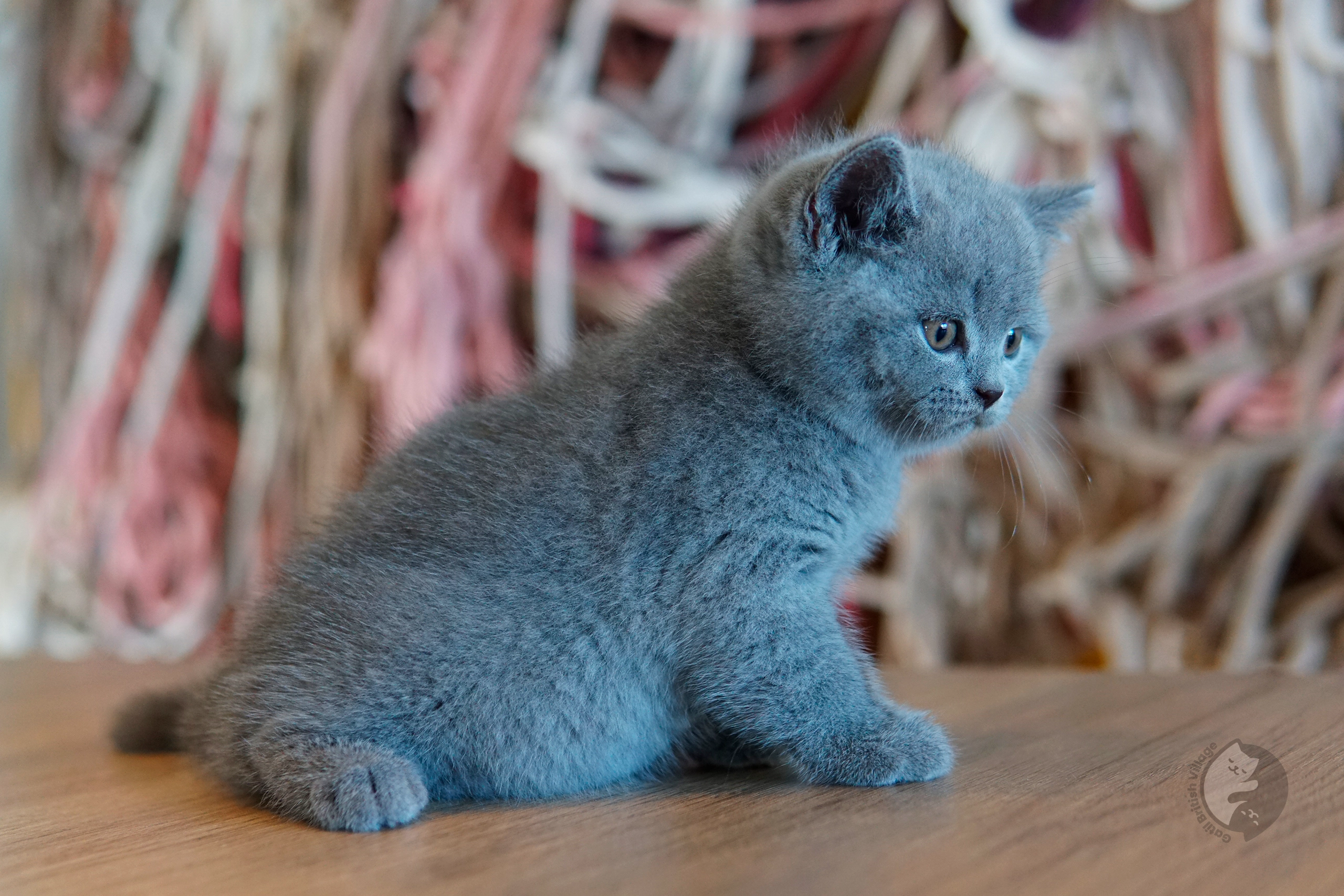 Filhote British Shorthair lilac brincando com um brinquedo de pelúcia, com olhos semiabertos