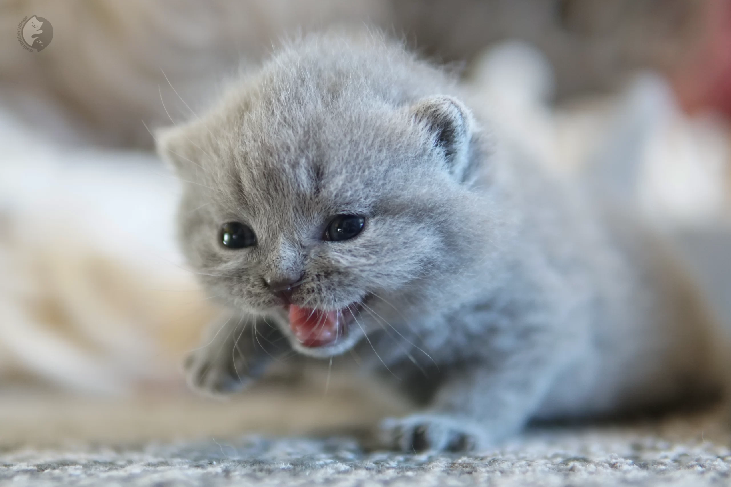 Filhote British Shorthair lilac enrolado em manta de tricô, ao lado de outro filhote
