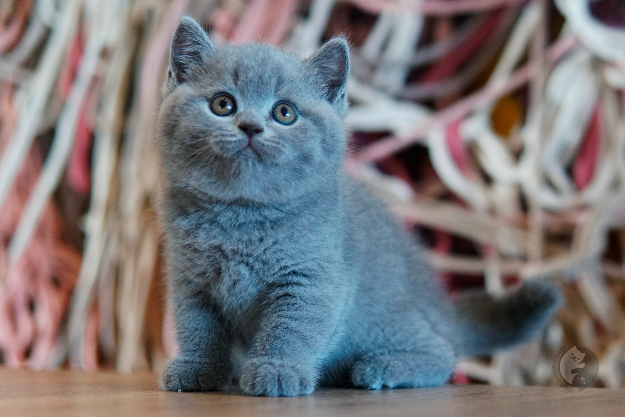 Filhote British Shorthair blue enrolado em manta de tricô, ao lado de outro filhote