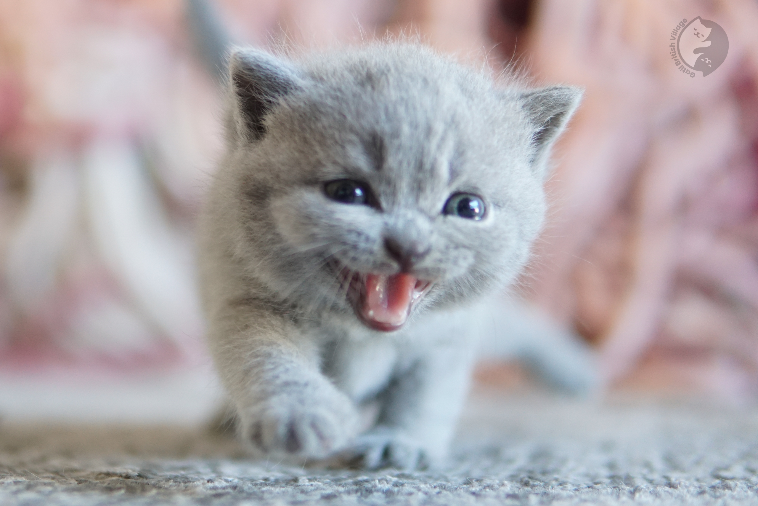 Filhote British Shorthair blue dormindo profundamente, ao lado de outro filhote