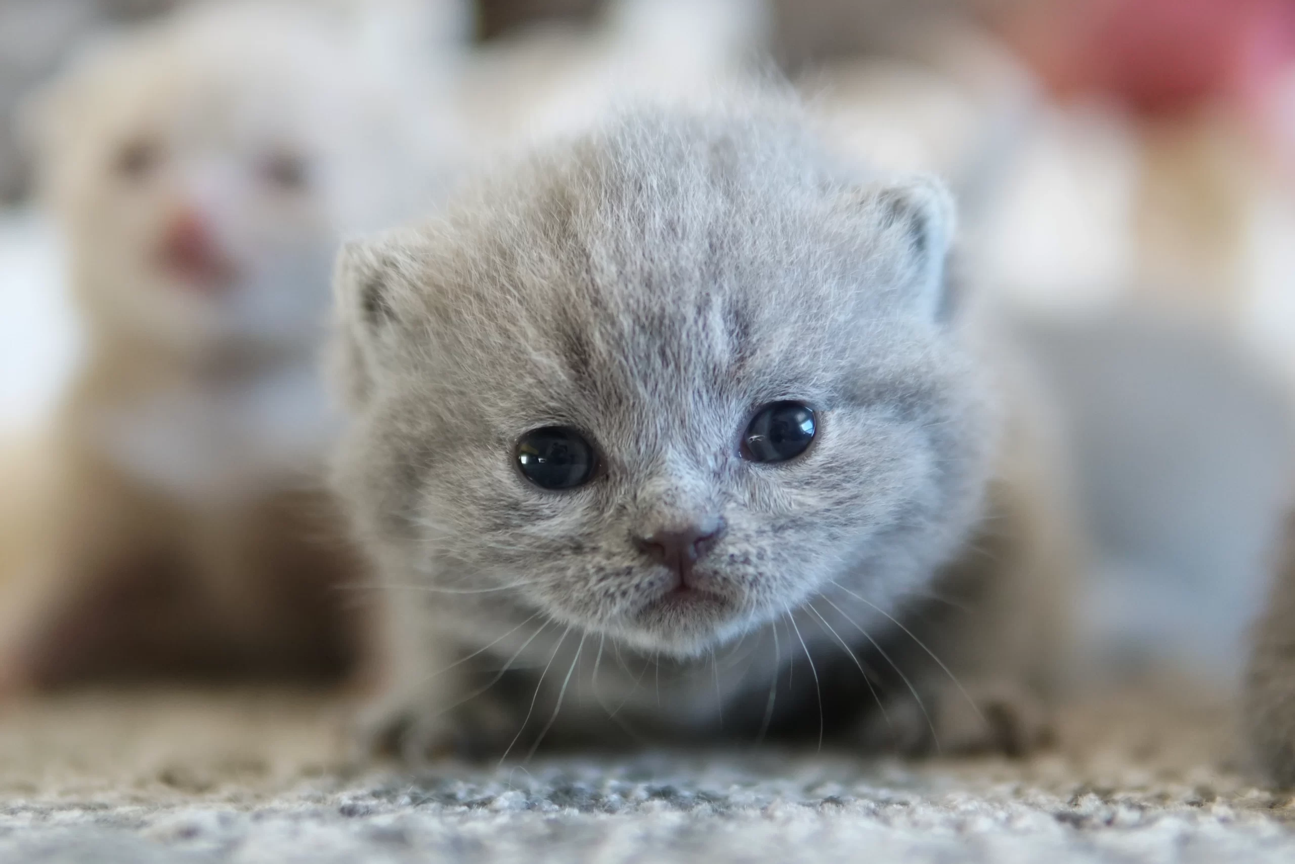 Filhote British Shorthair blue sentado sobre manta de algodão, em estúdio com fundo neutro
